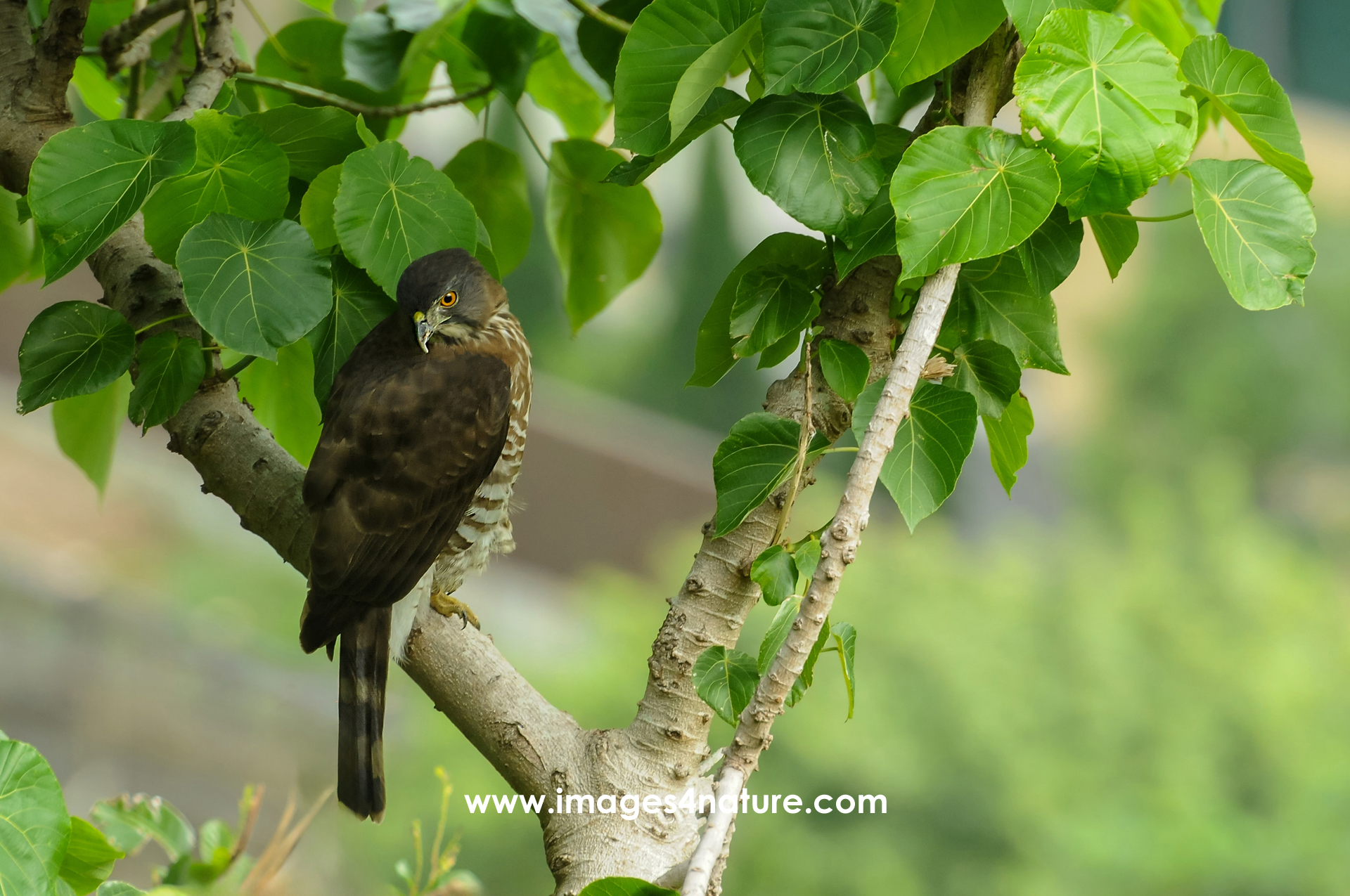 Closeup on bird of prey sitting in a tree