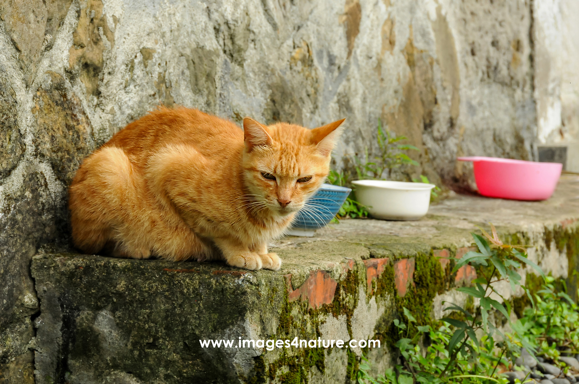 Cute cat and three bowls on a wall