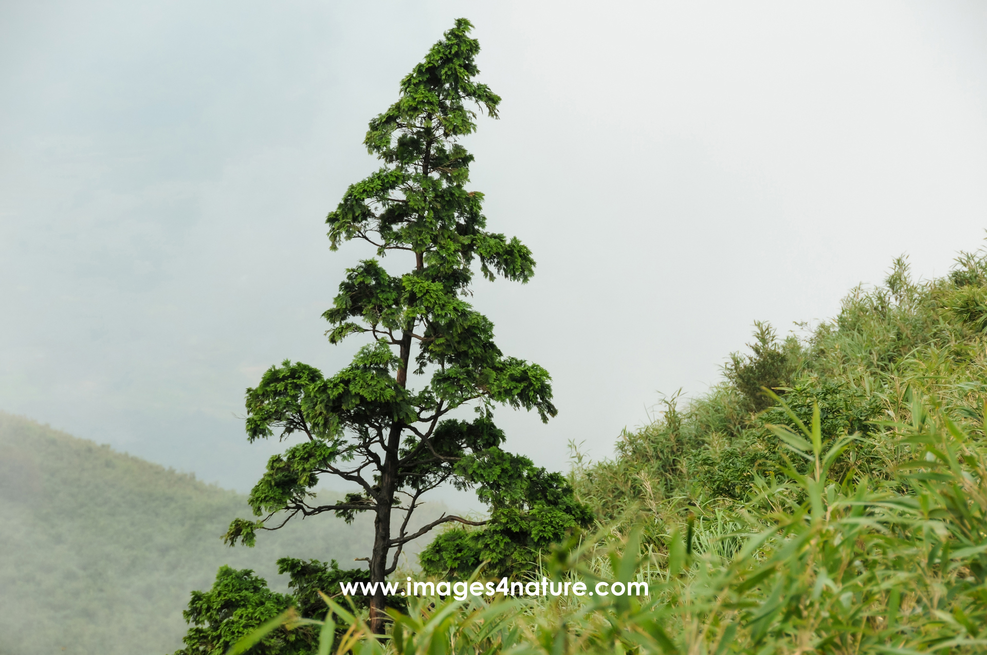 Single pine tree on misty mountain slope