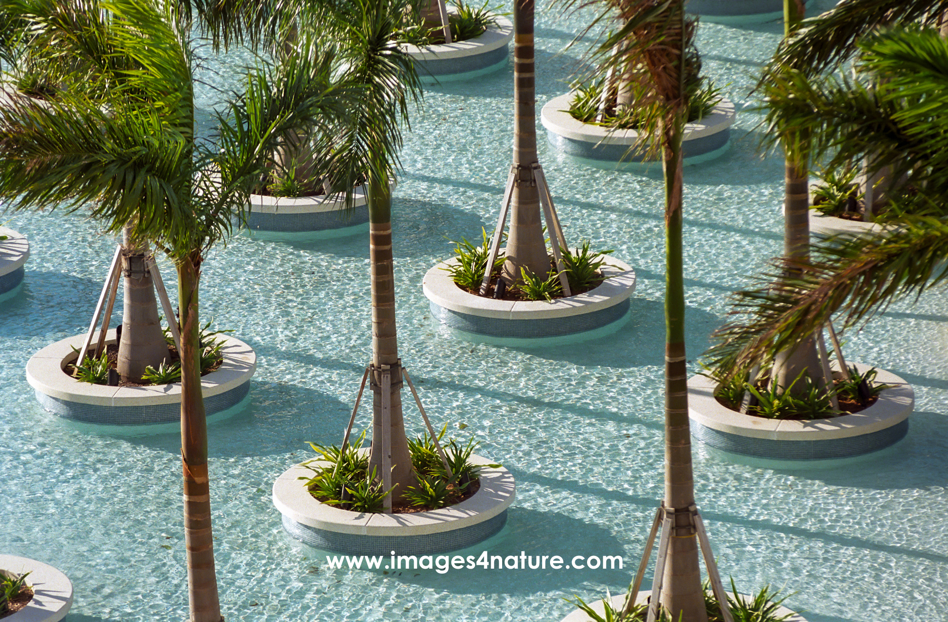 A shallow pool with many palm trees