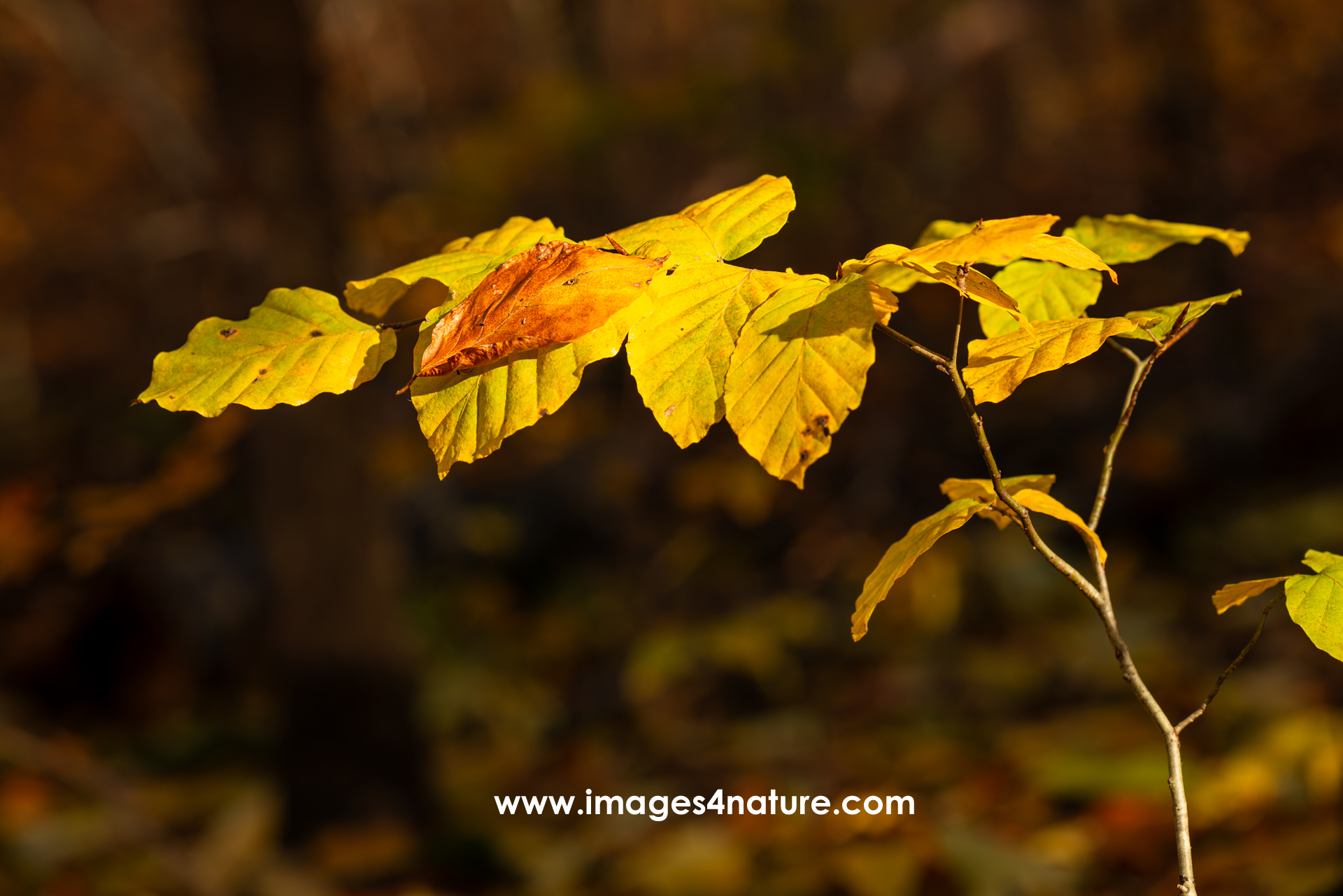One brown leaf laying on top of a branch with yellow leaves