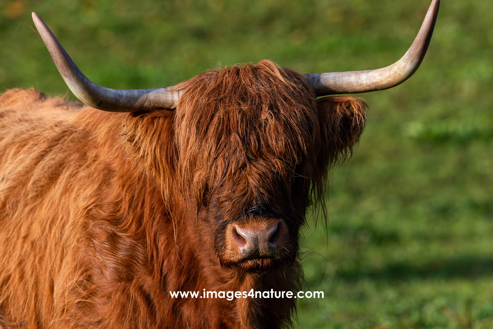 Face portrait of Scottish highland cattle with eyes covered by hair