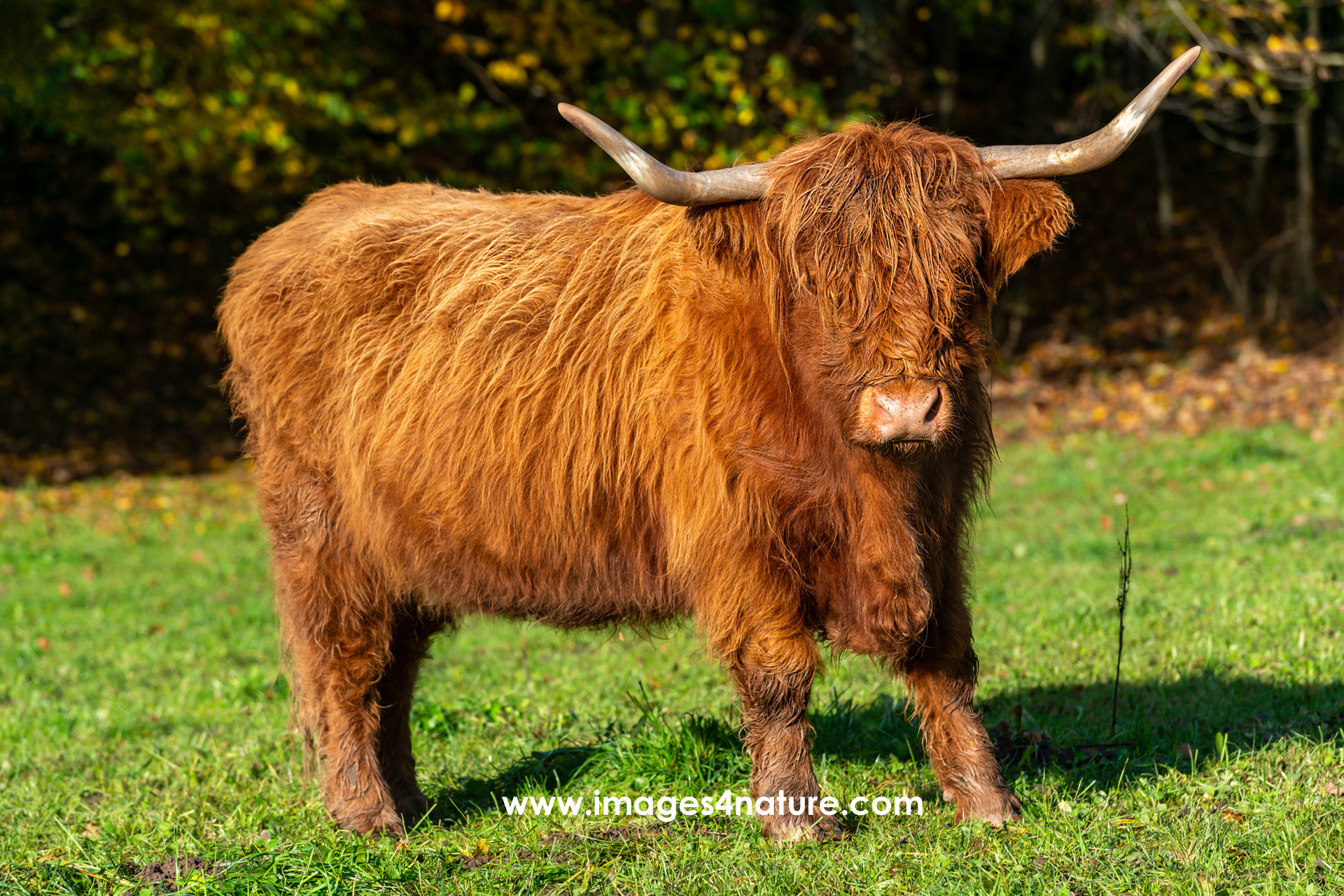 Side view of a brown highland cow with long hair