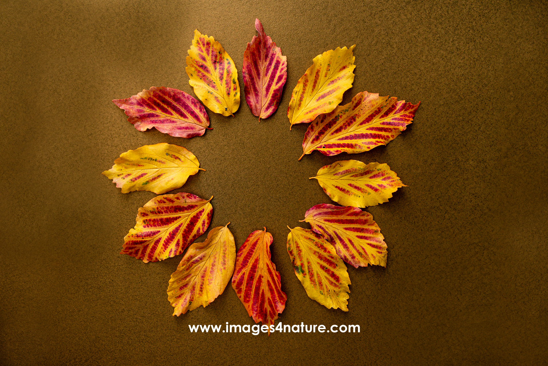 Twelve colorful autumn leaves in circle shape like a clock
