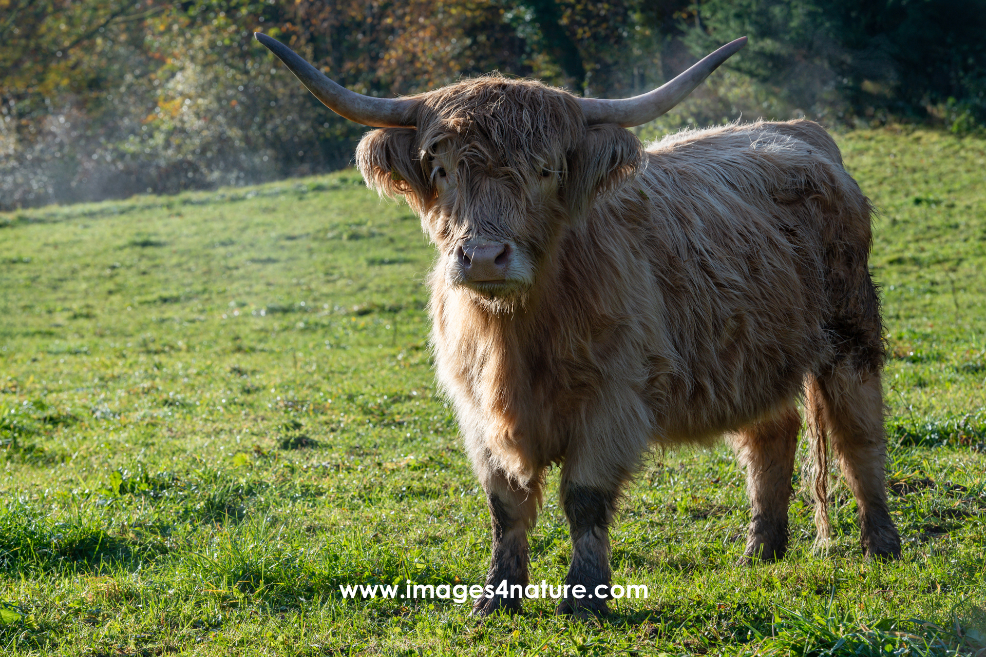 Beige hairy highland cattle bull with threatening pose