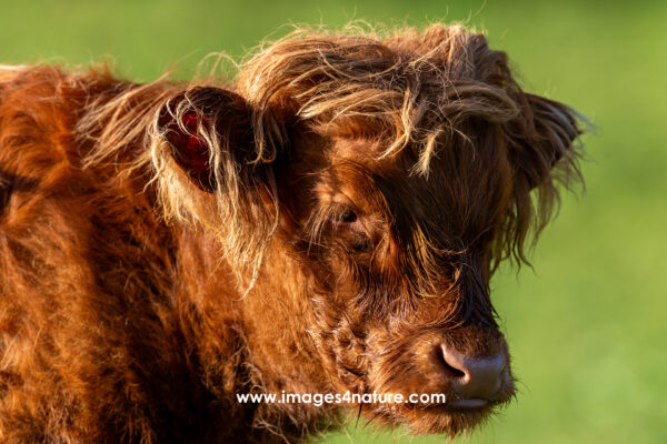 Close-up on the head of a young brown scottish highland cow
