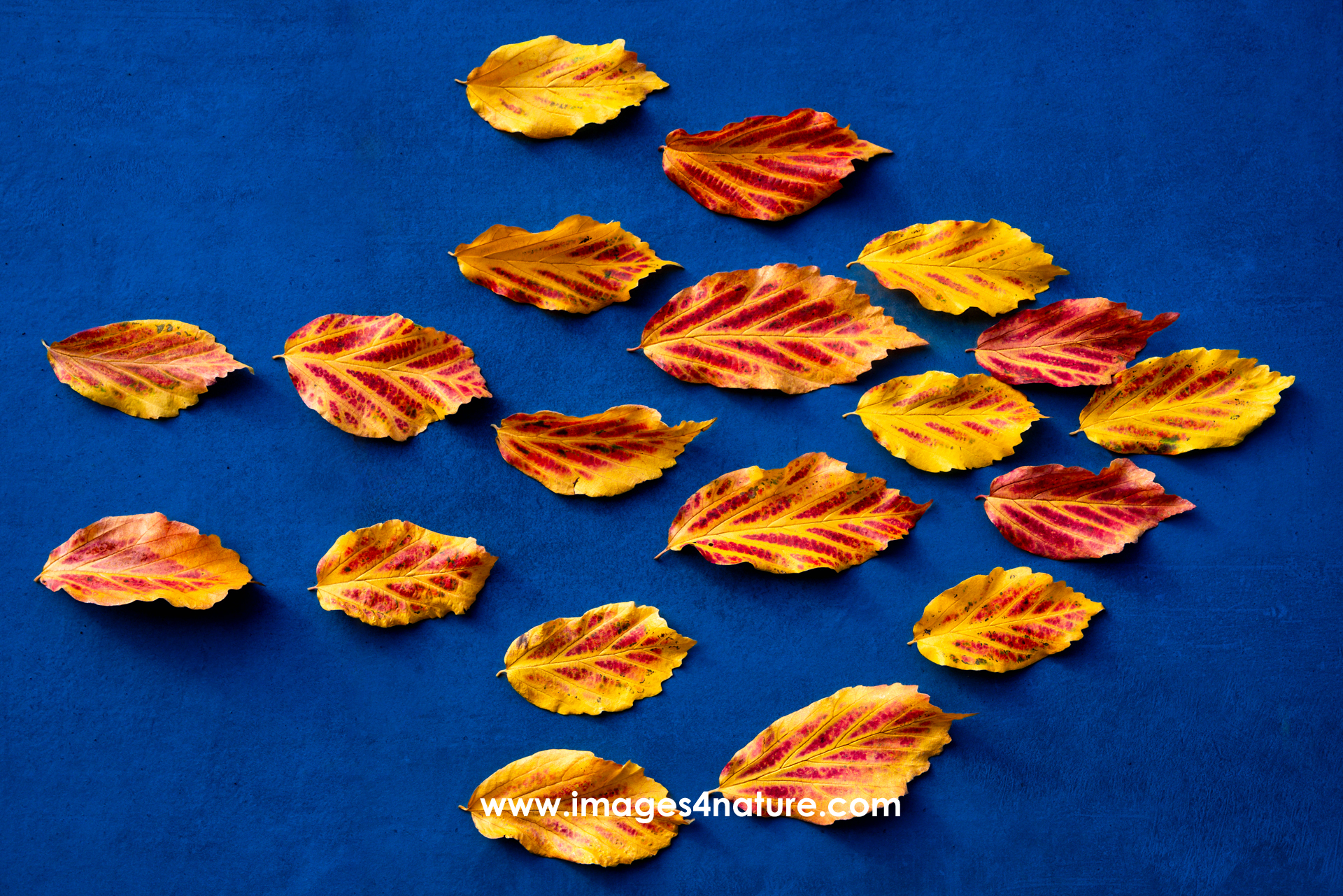 Red and yellow autumn leaves arranged in arrow shape