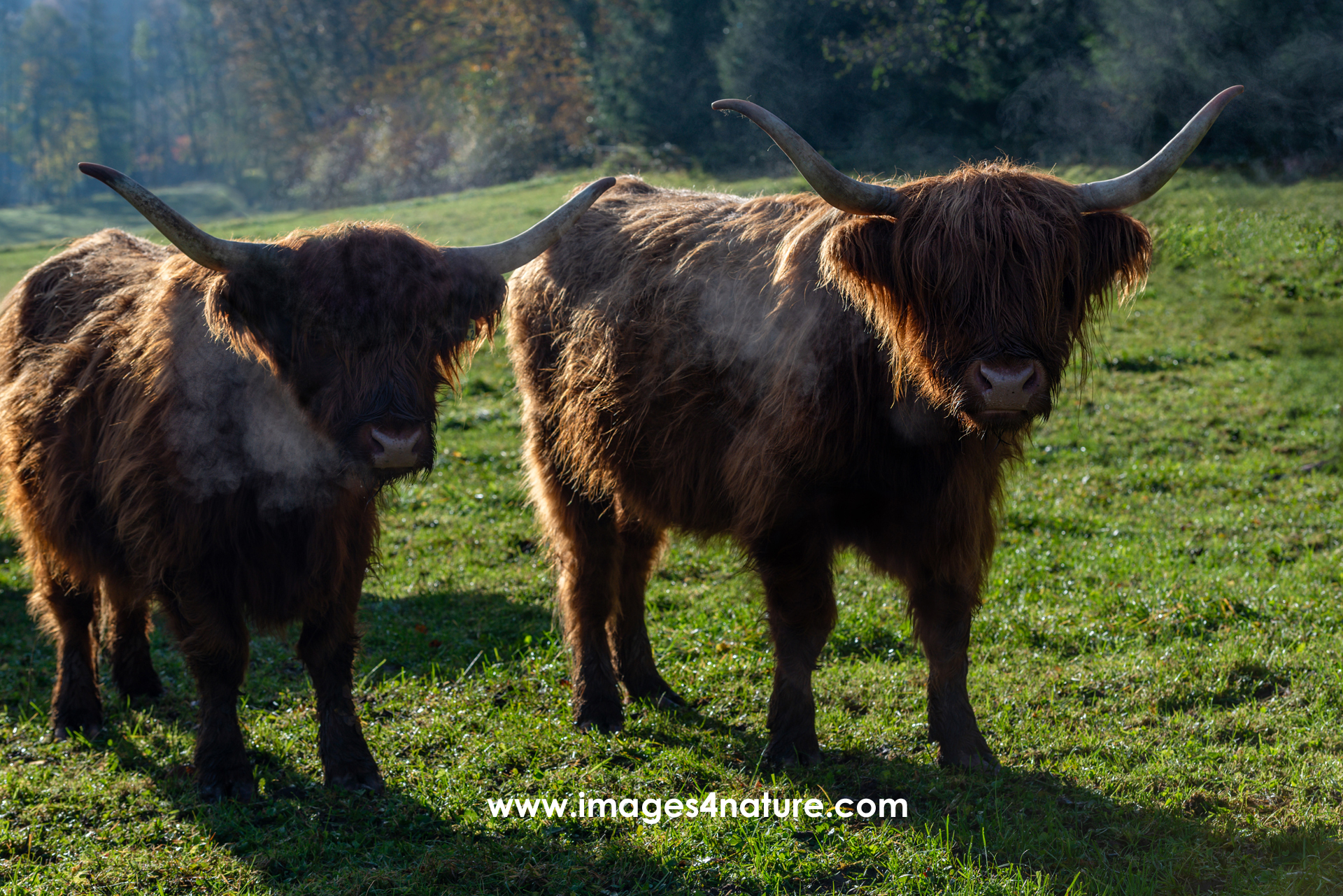 Two dark brown highland cows breathing cold air