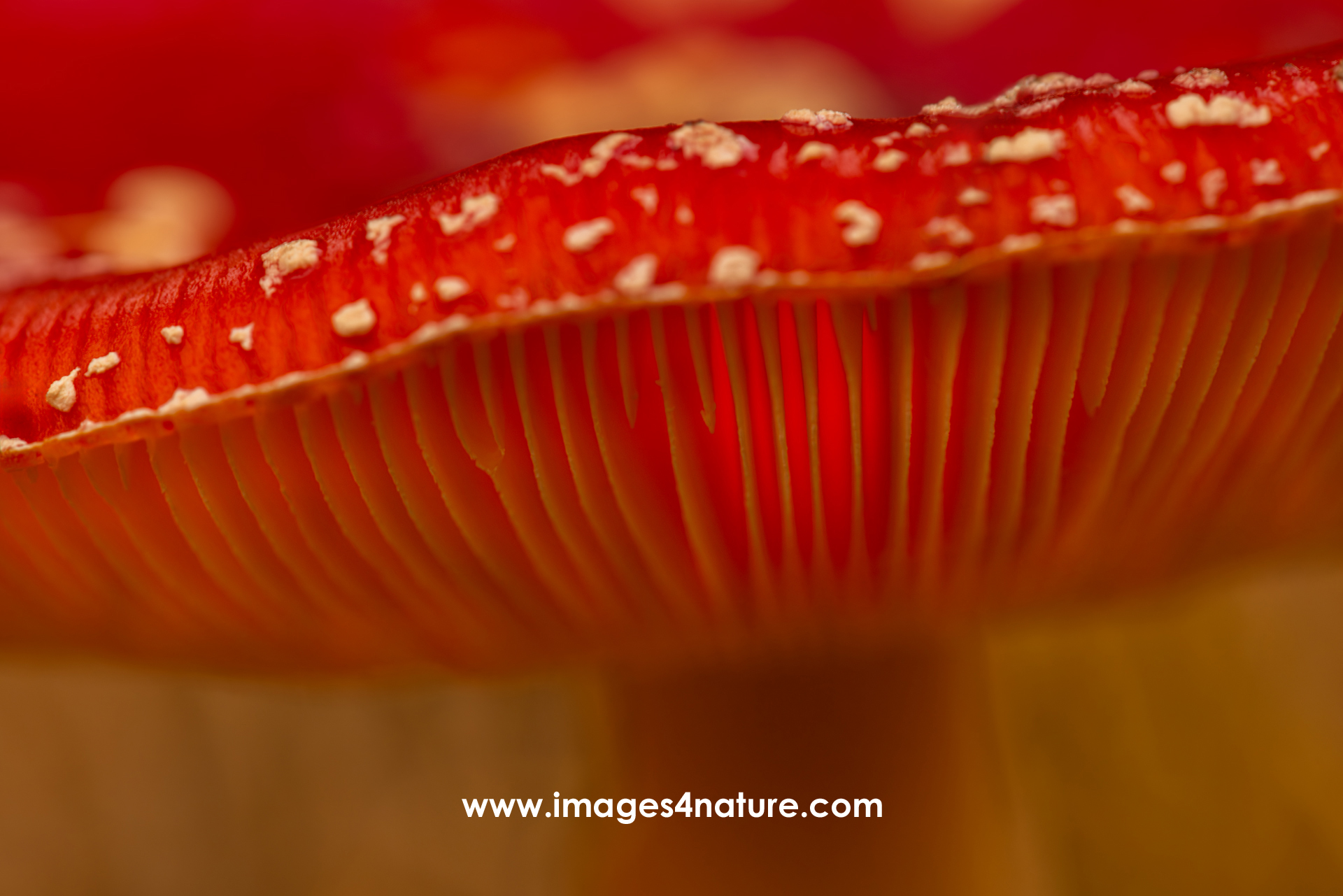 Partial view of the cap and slats of a fly agaric