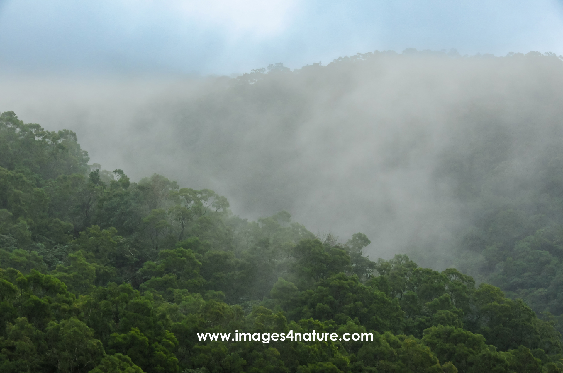 Mountain ridge with subtropical misty rainforest