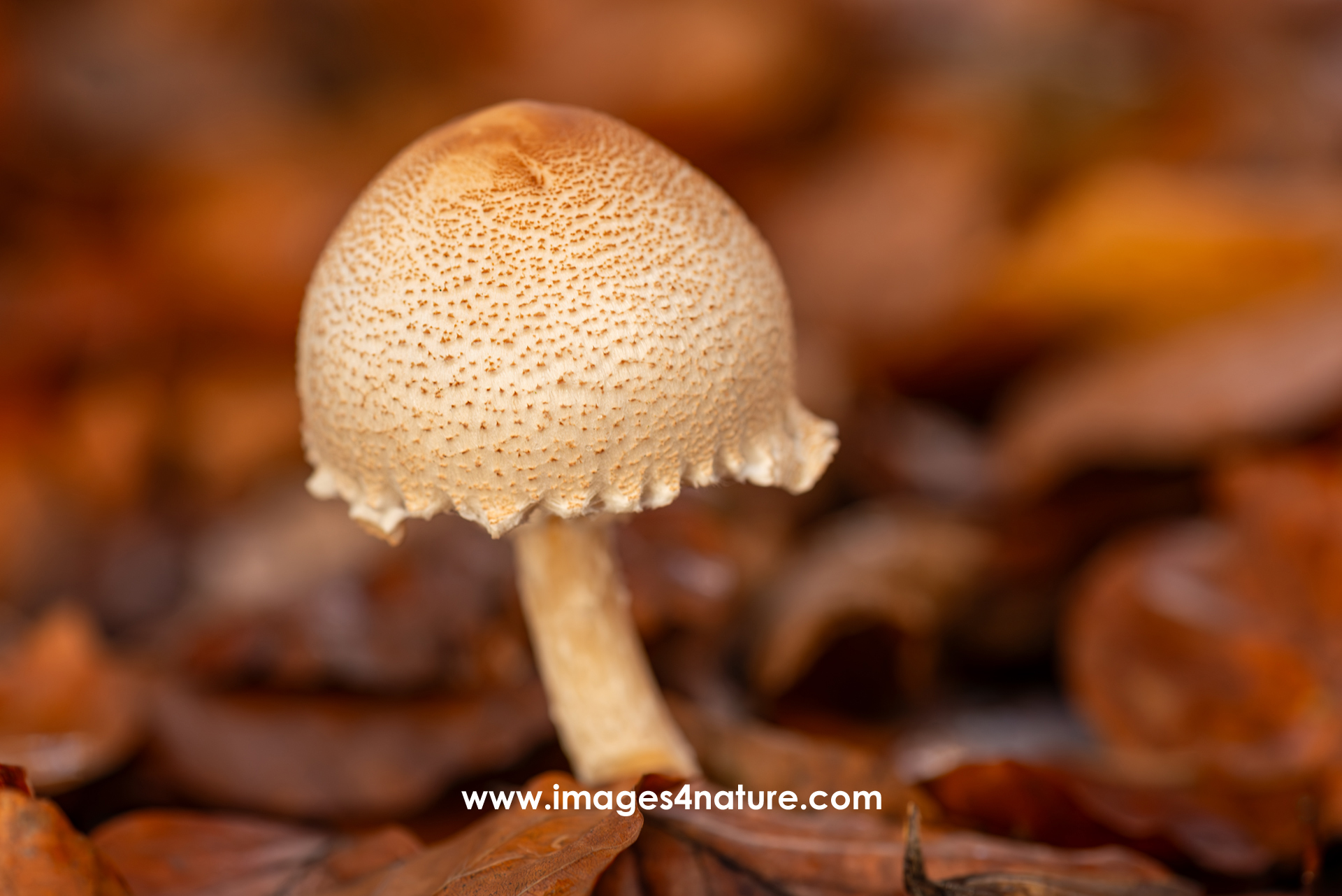 Isolated light colored mushroom with dots on brown autumn leaves