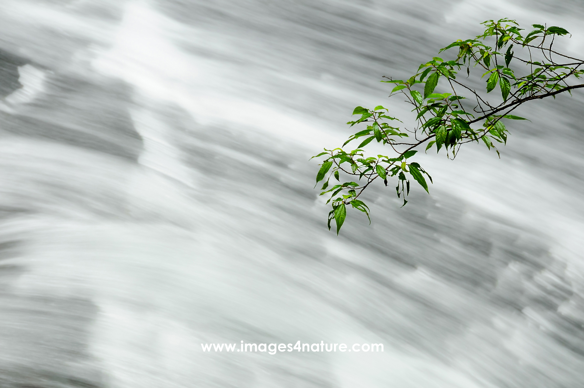 Single branch with leaves against flowing water