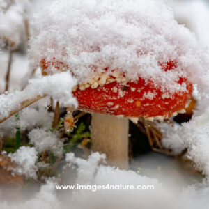 Macro shot of red fly agaric and grass in the snow