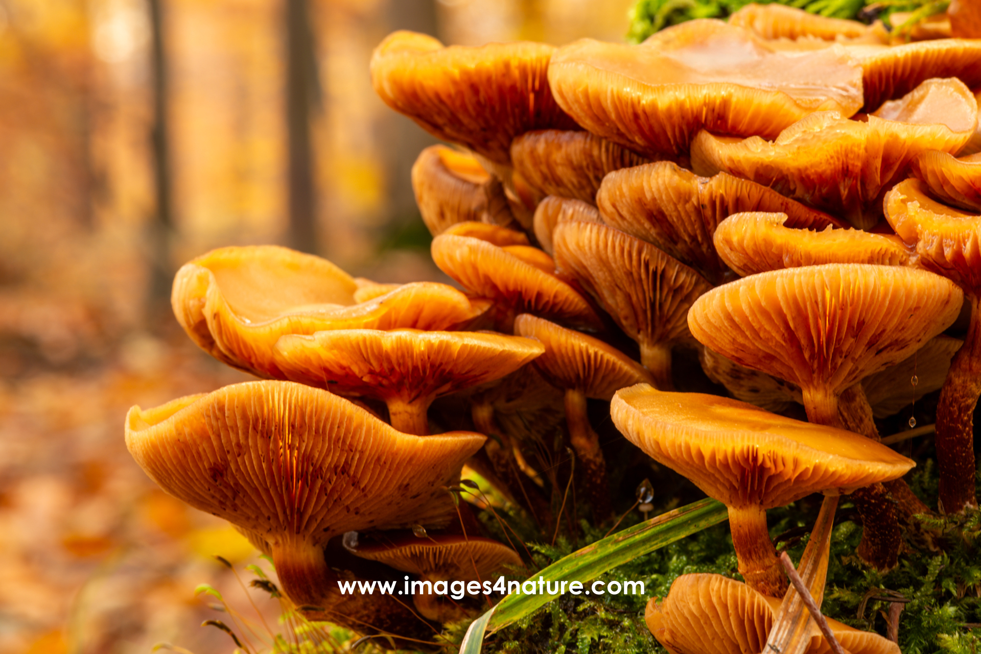 A large group of yellow mushrooms growing in autumn forest