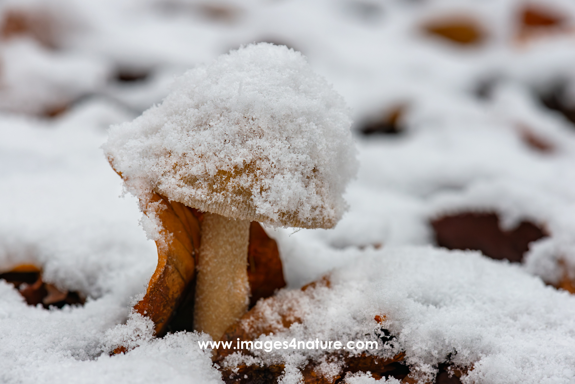 Brown autumn leaf leaning on snow covered beige mushroom
