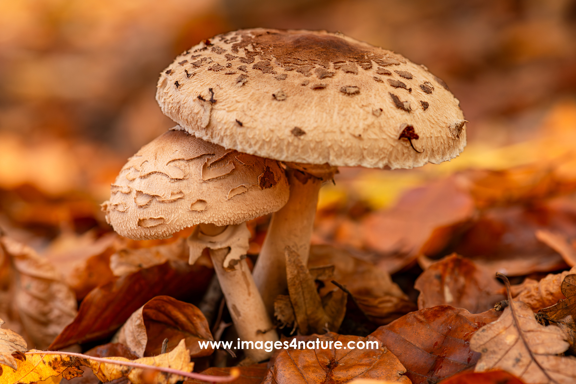 Two mushrooms standing next to each other, with the larger covering the smaller one