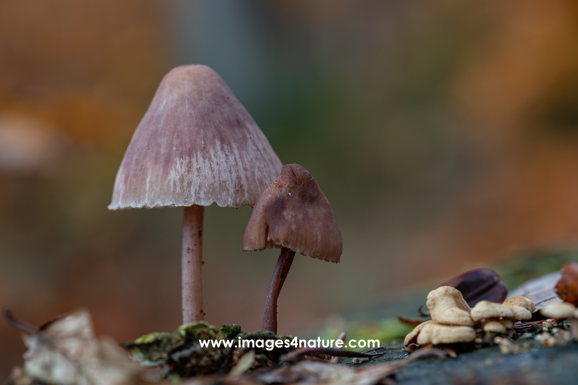 One large and one small umbrella shaped brown mushroom