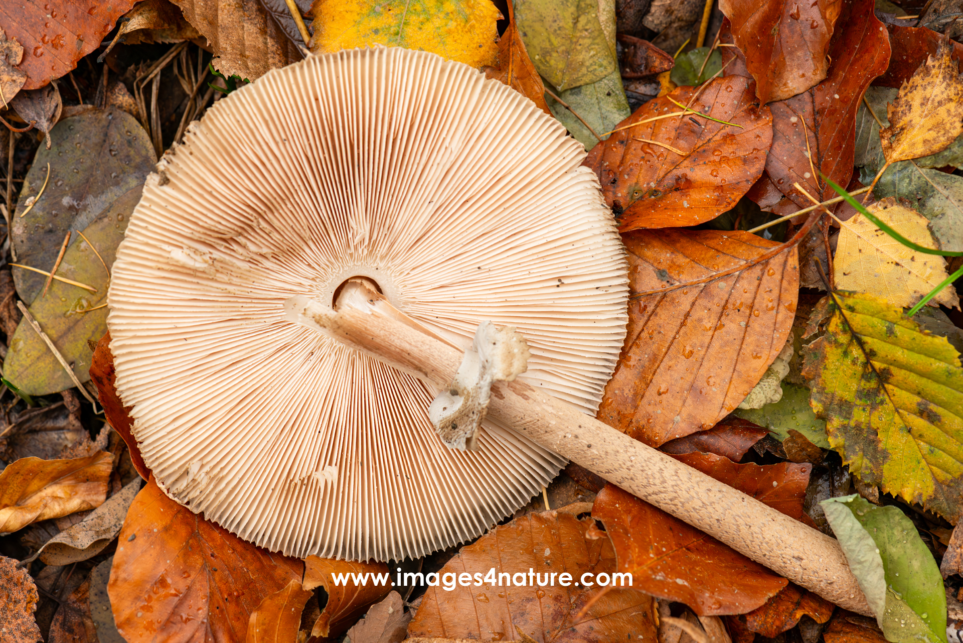 Colorful autumn leaves with broken mushroom