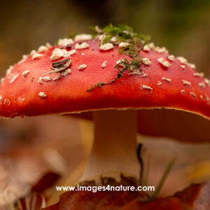 Side view of a fly agaric with green moss on its cap