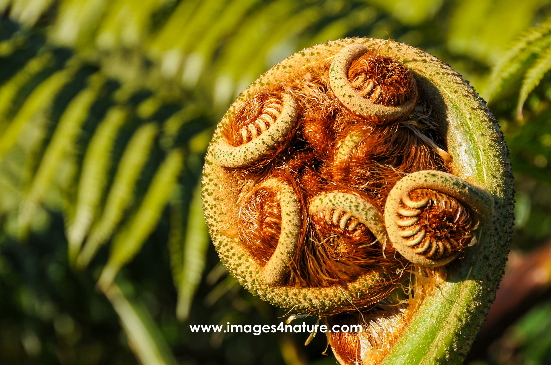 Closeup of Fiddlehead shaped tree fern branch