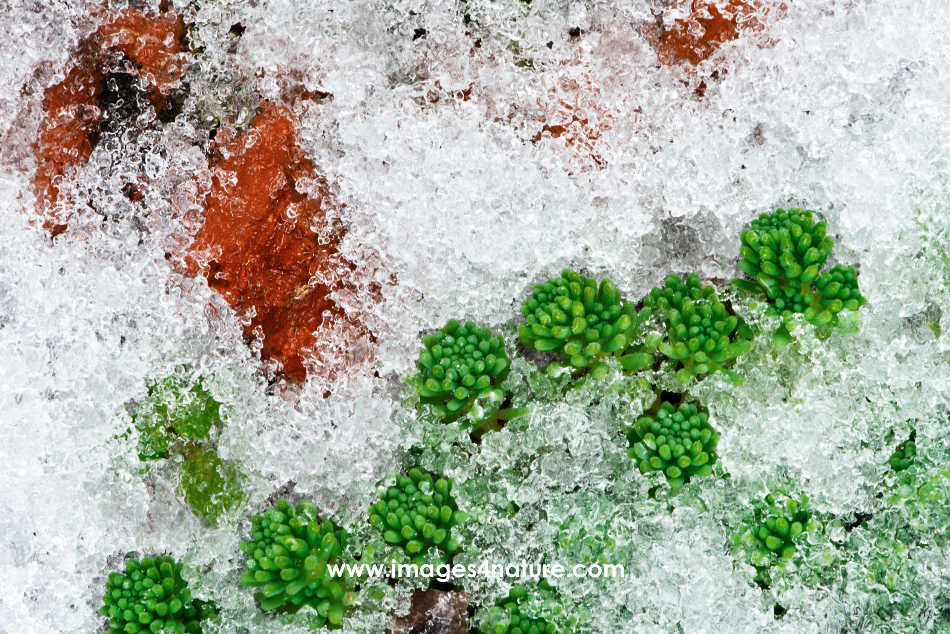 Ice crystals covering red stones and green plants