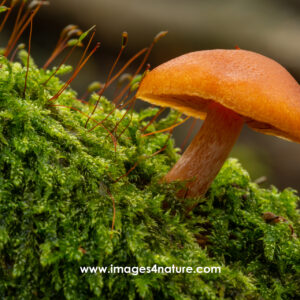 One small orange mushroom growing on green moss