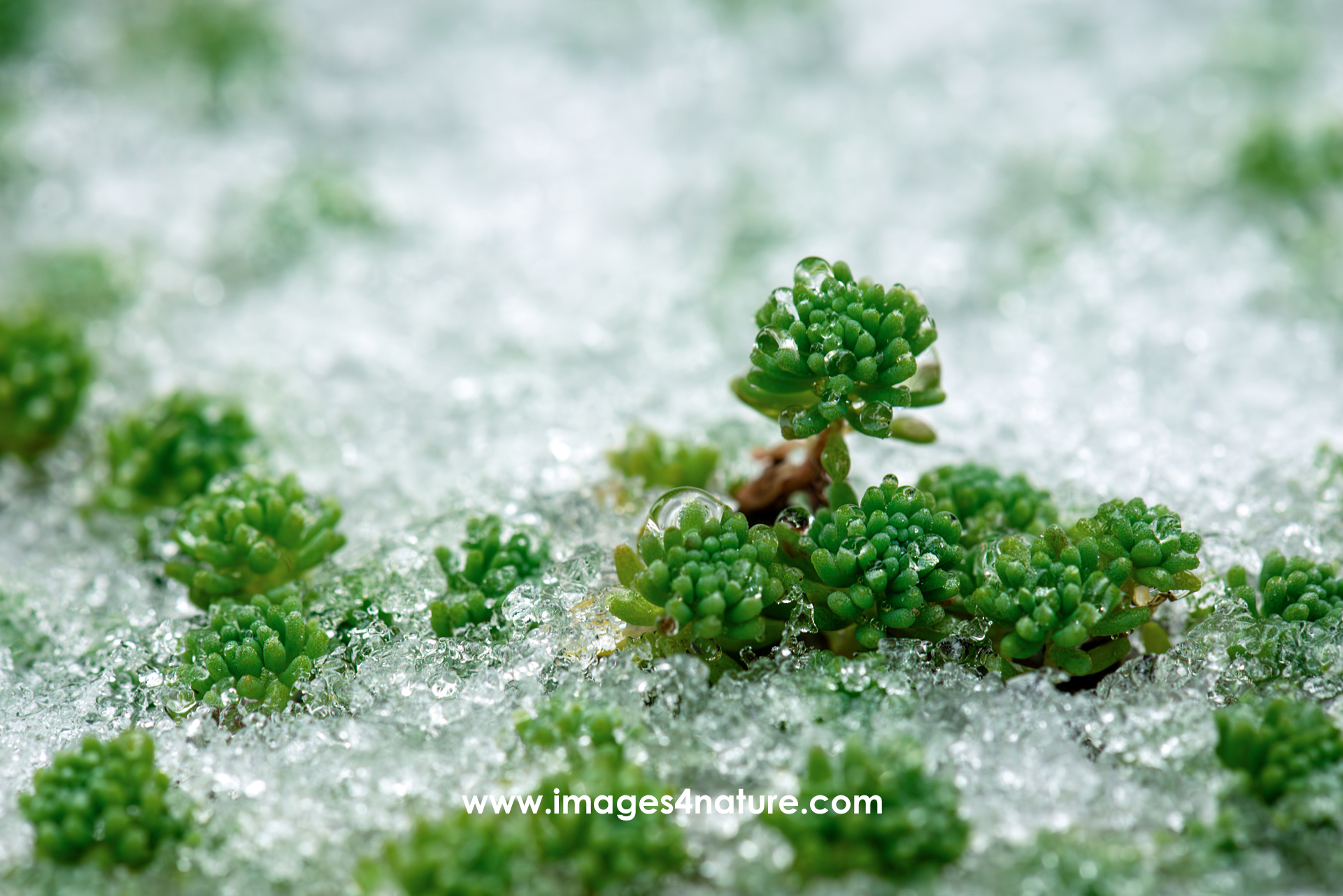 Macro shot of green succulent plants covered with ice crystals