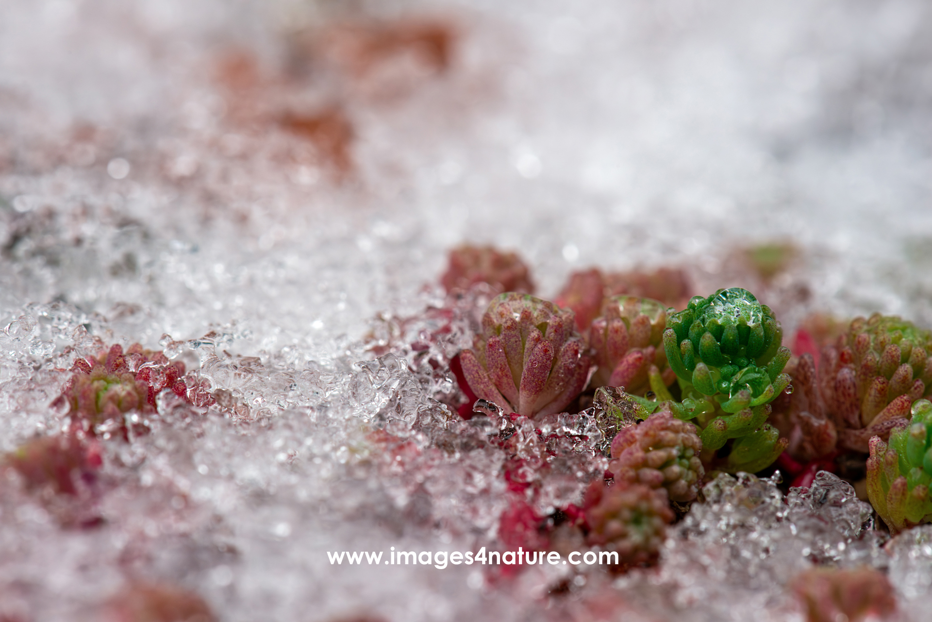 Macro shot of red succulent plants covered with ice crystals