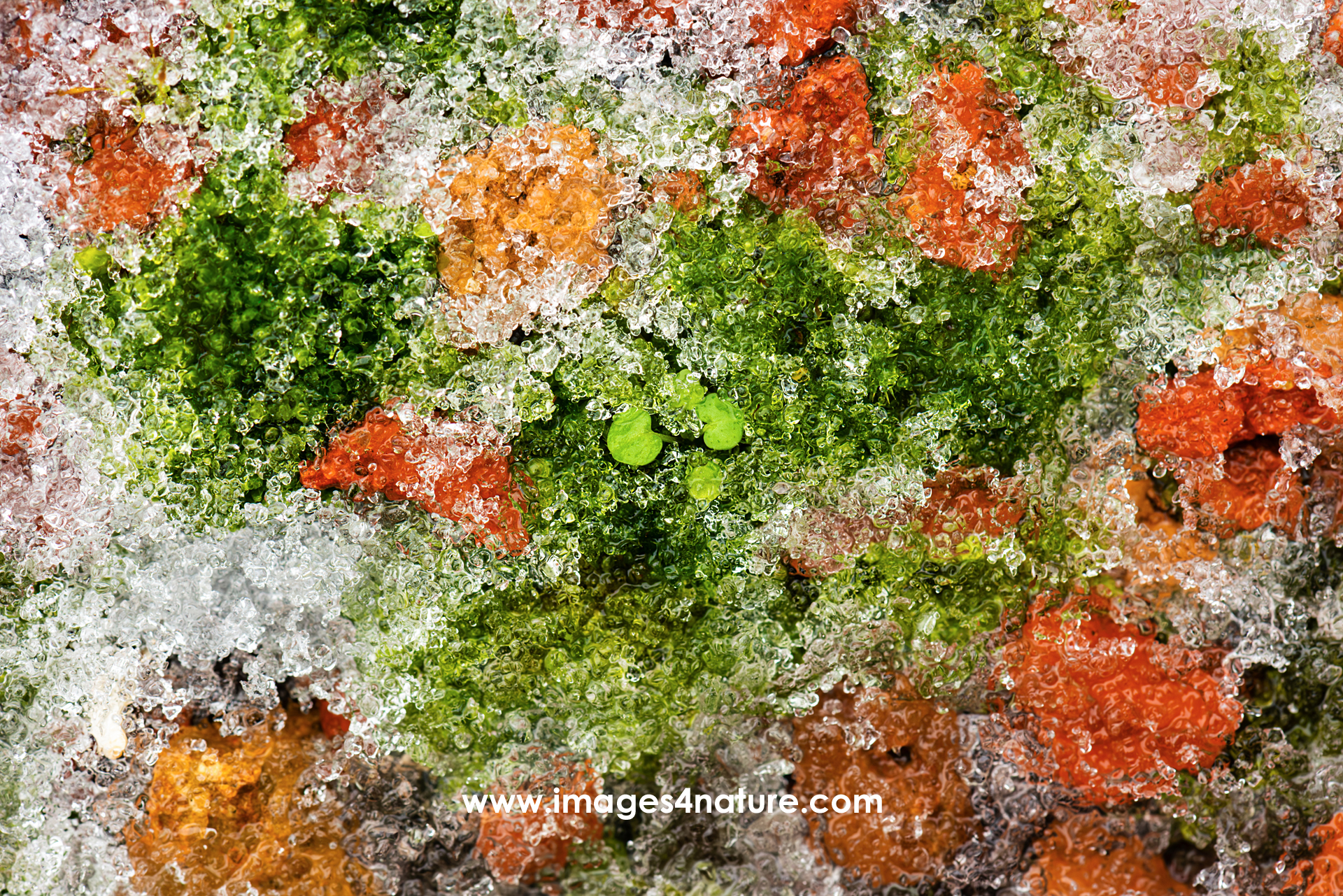 Closeup of red stones and green plants covered by melting ice