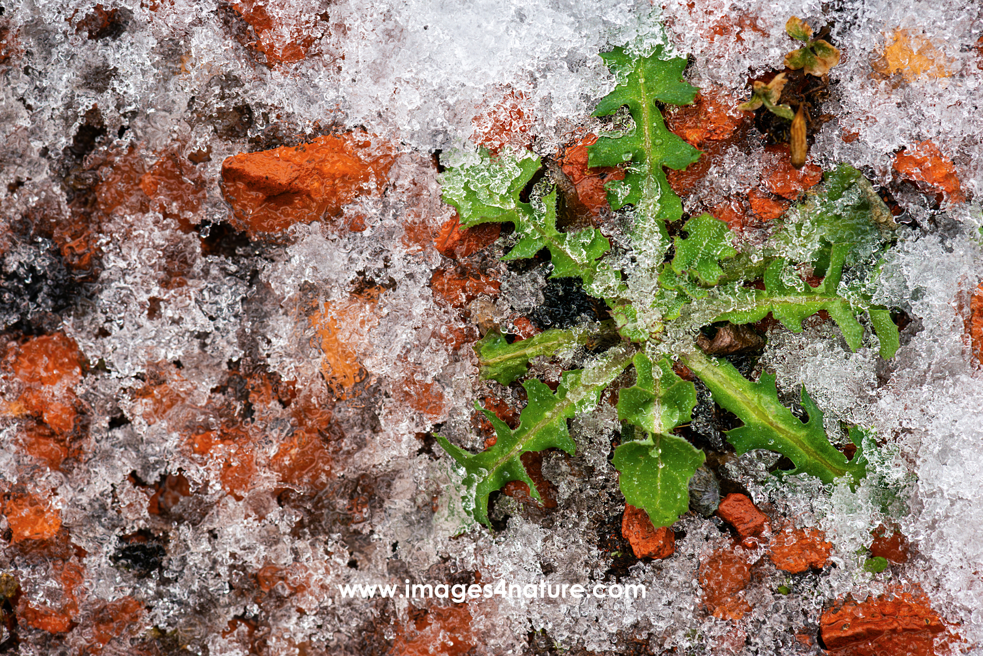 Red stones and flowerless dandelion covered with ice