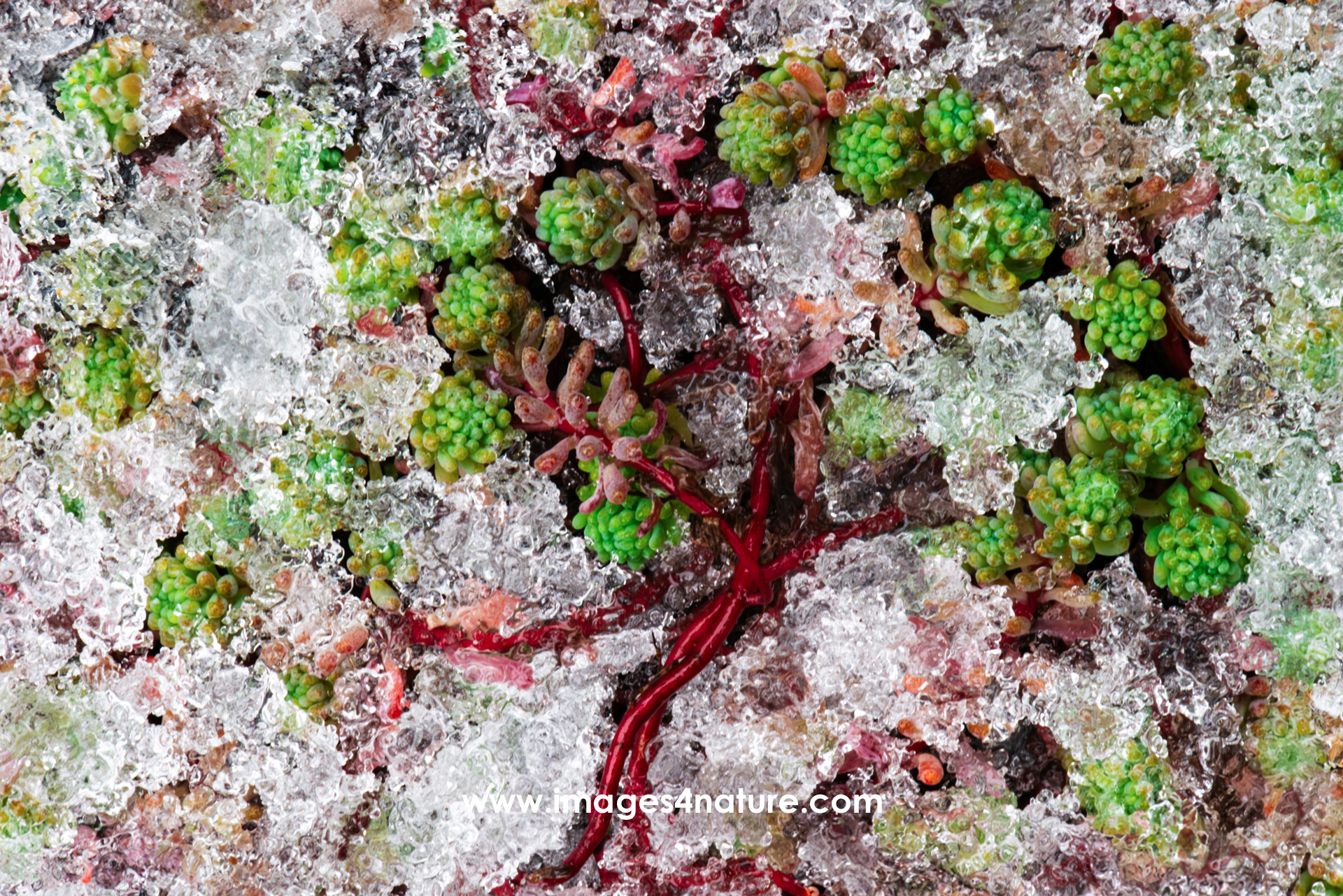 A tree shaped red and green succulent plant partially covered by ice