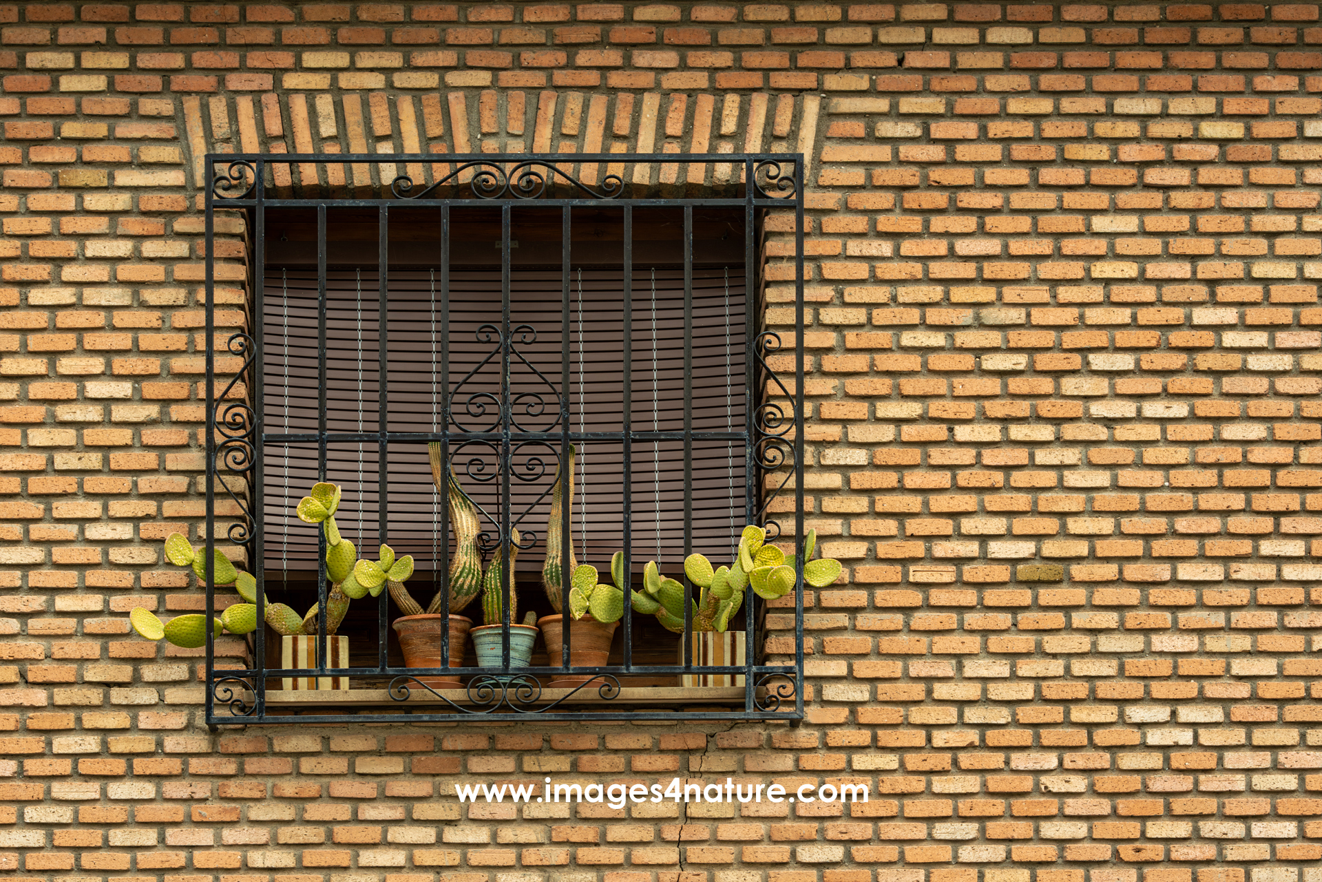 Window with metal bars and flower pots with cacti