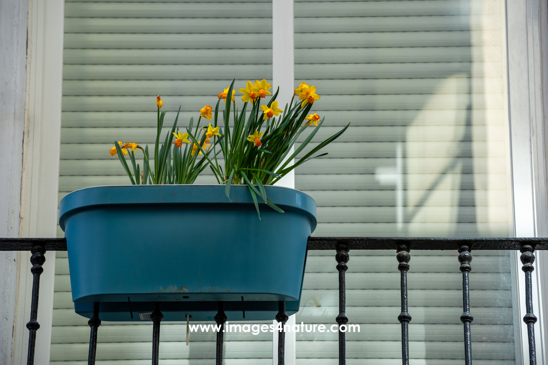 Close-up on a green flower pot with daffodils hanging on a balcony railing