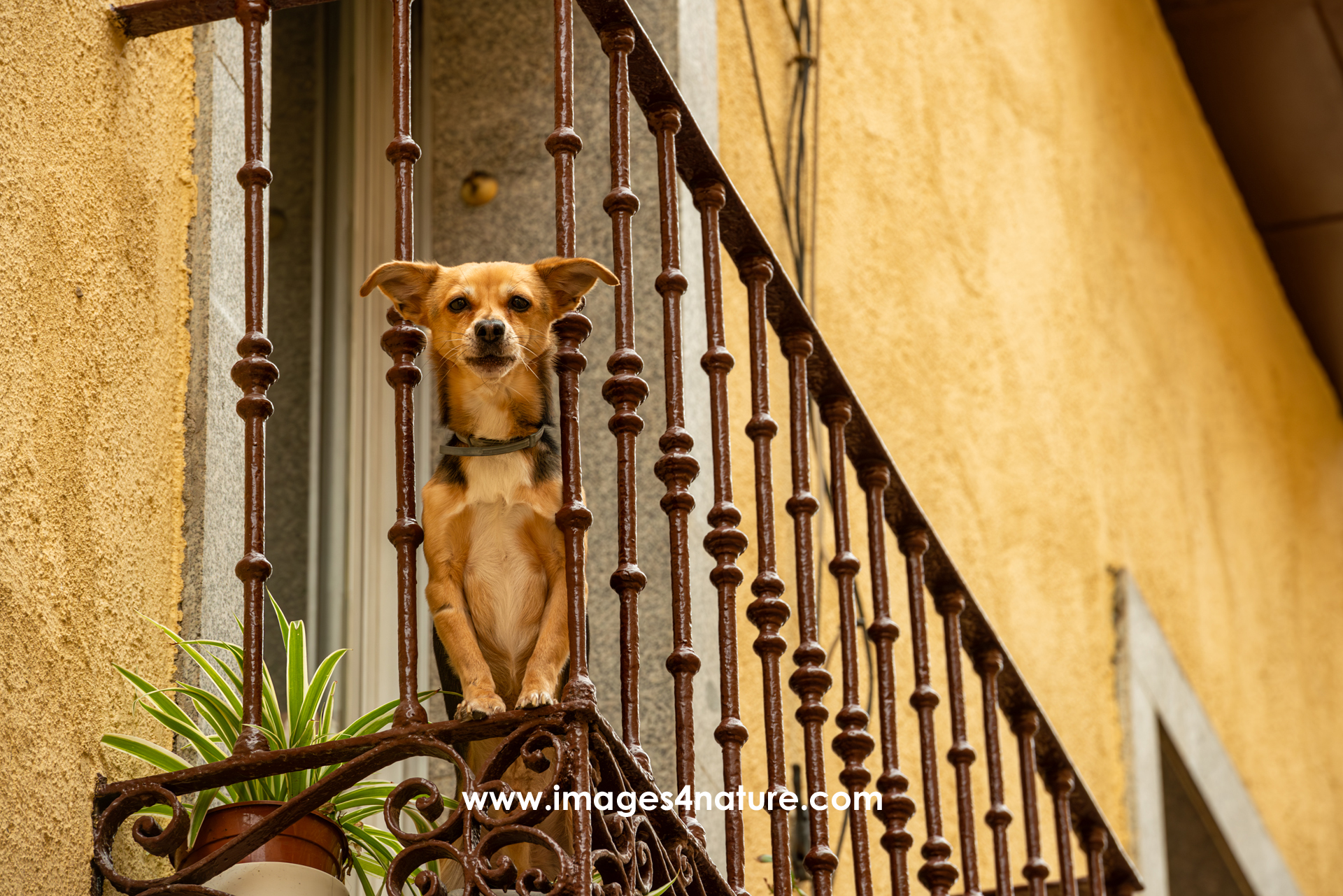 Small dog standing on balcony watching down