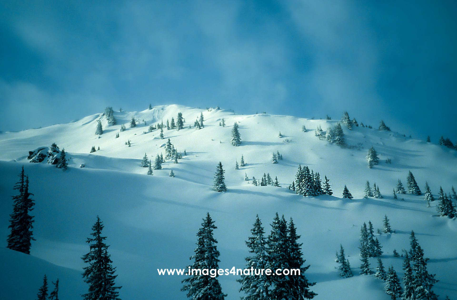 Scenic winter landscape with snow covered fir trees