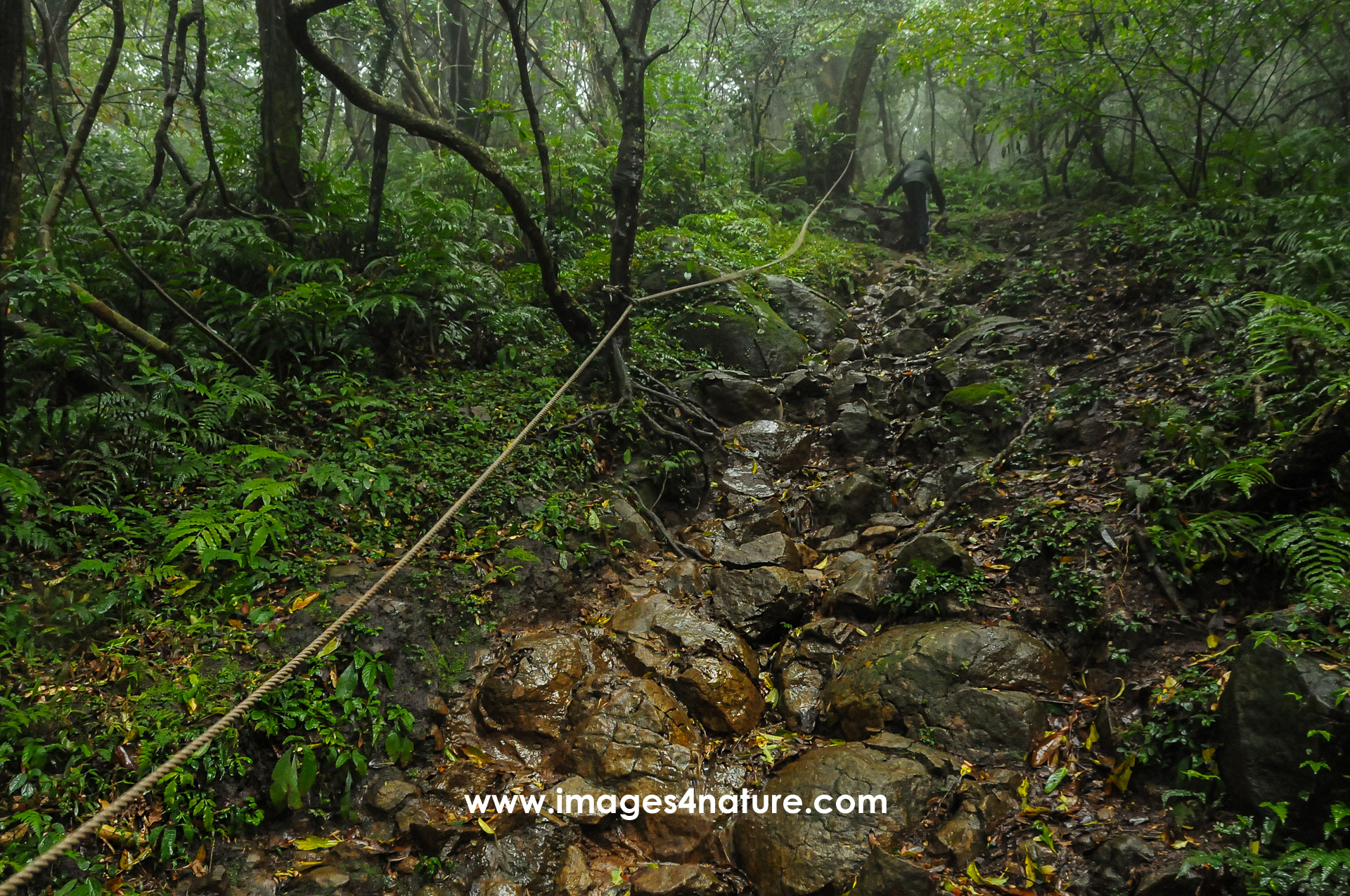 Wet and slippery hiking trail with fixed ropes in lush forest