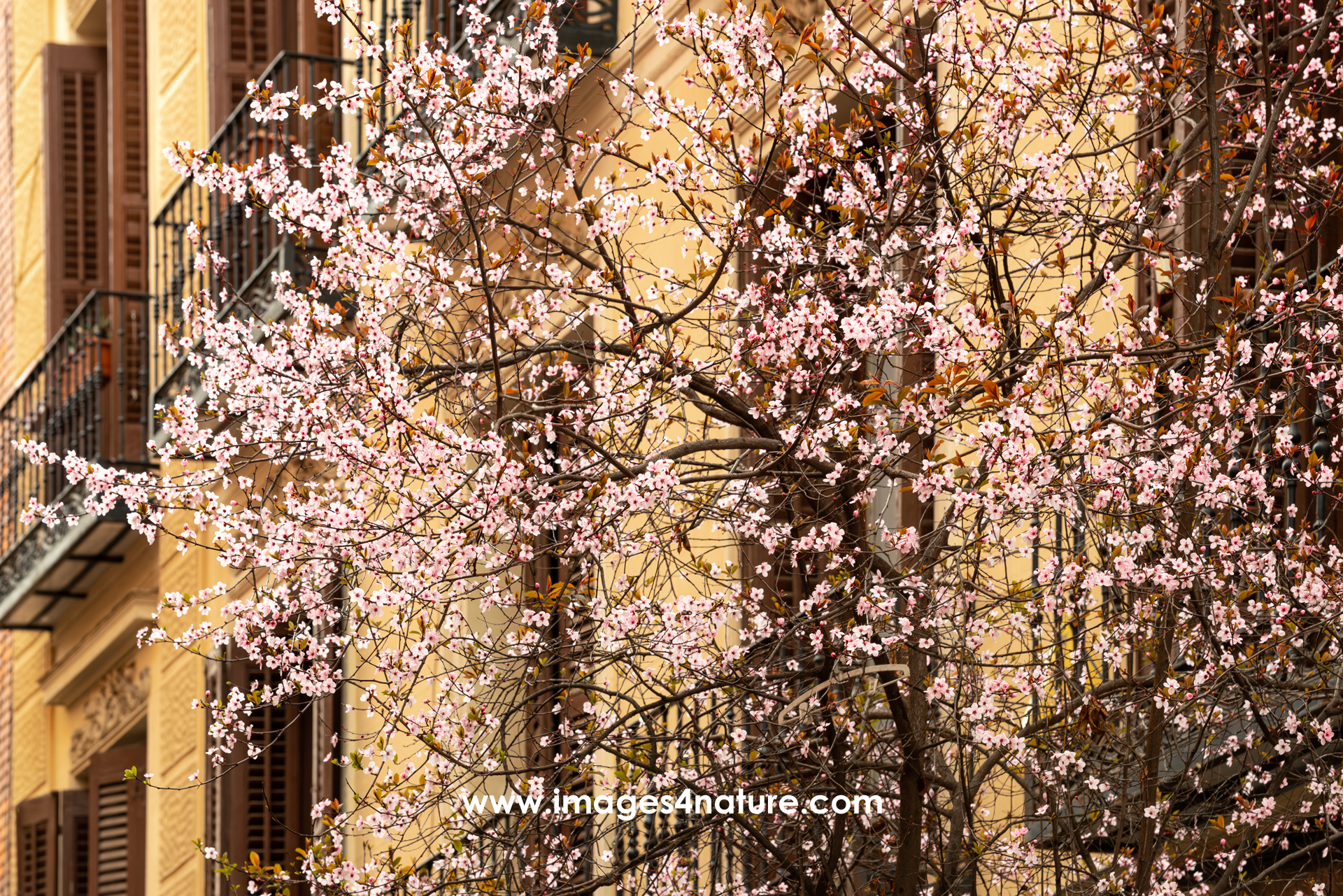 Tree blooming with pink flowers in old town Madrid alley