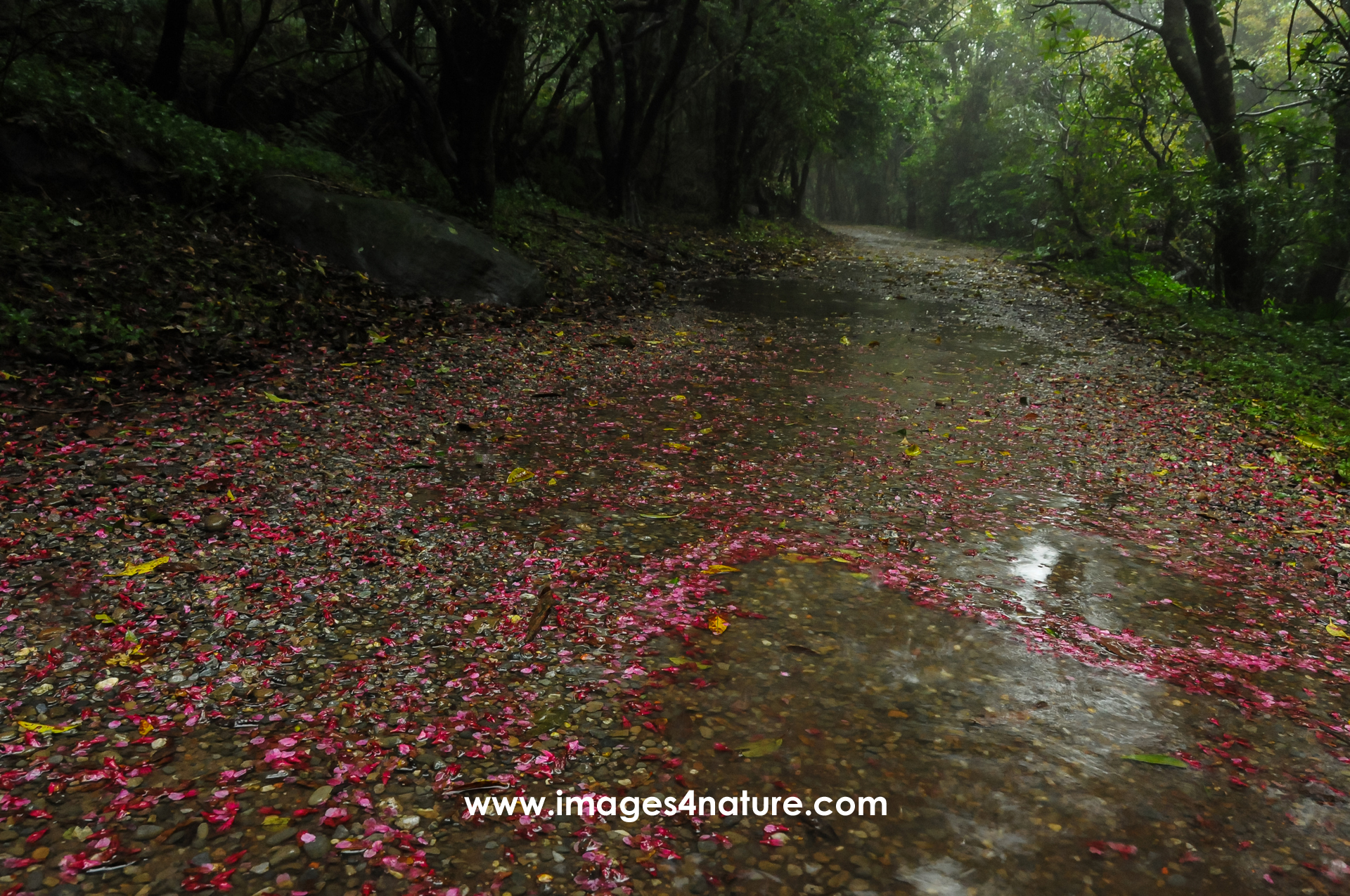 Water-covered forest path with lots of pink blossoms and leaves