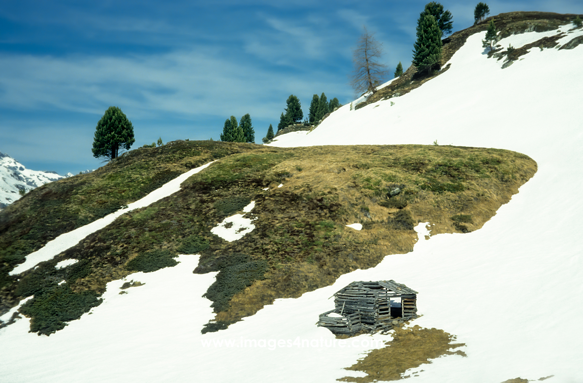 Diagonal snowy mountain slope with trees and a wooden hut