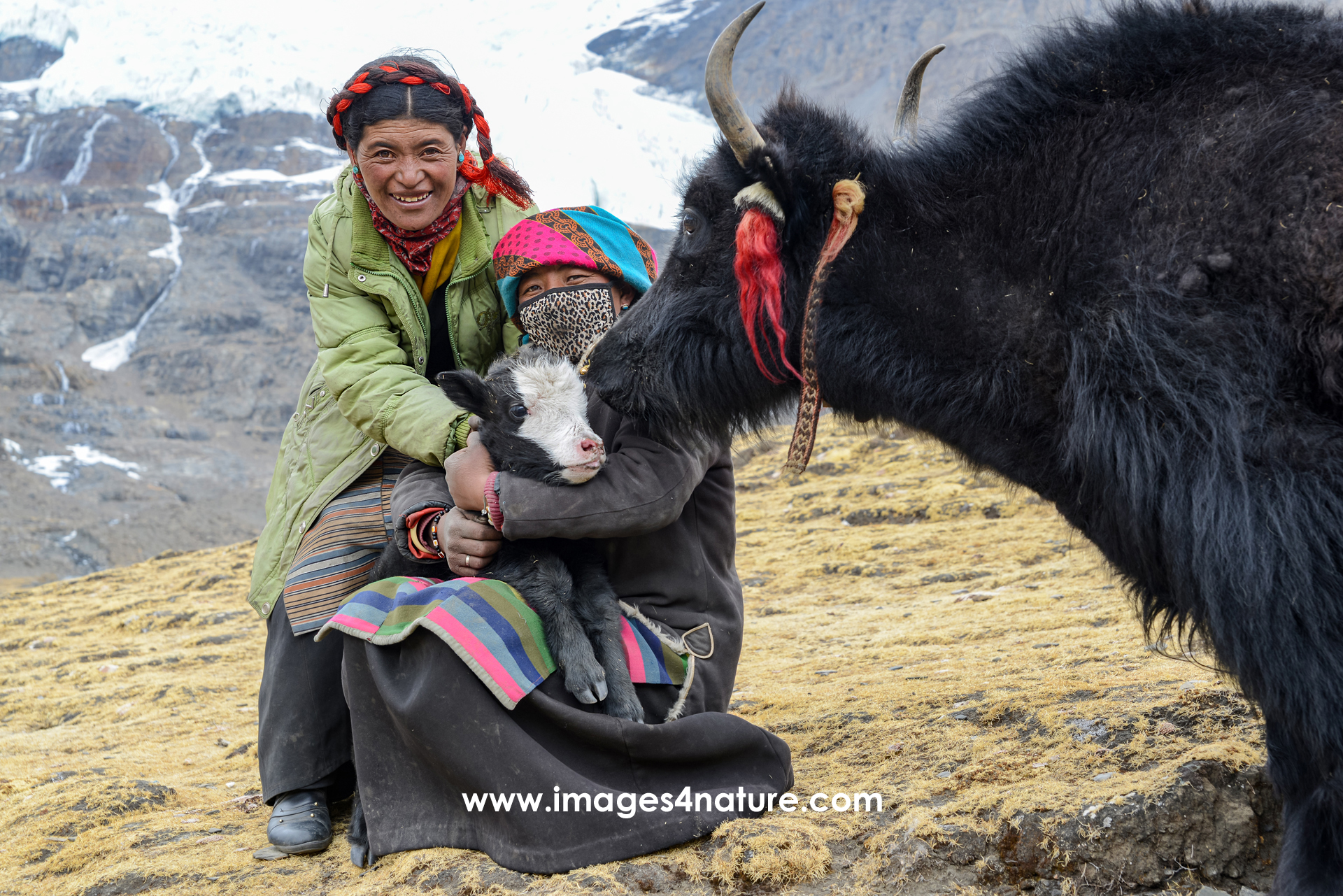 Close-up of two Tibetan women, holding a baby yak in their arms with the mother animal standing by