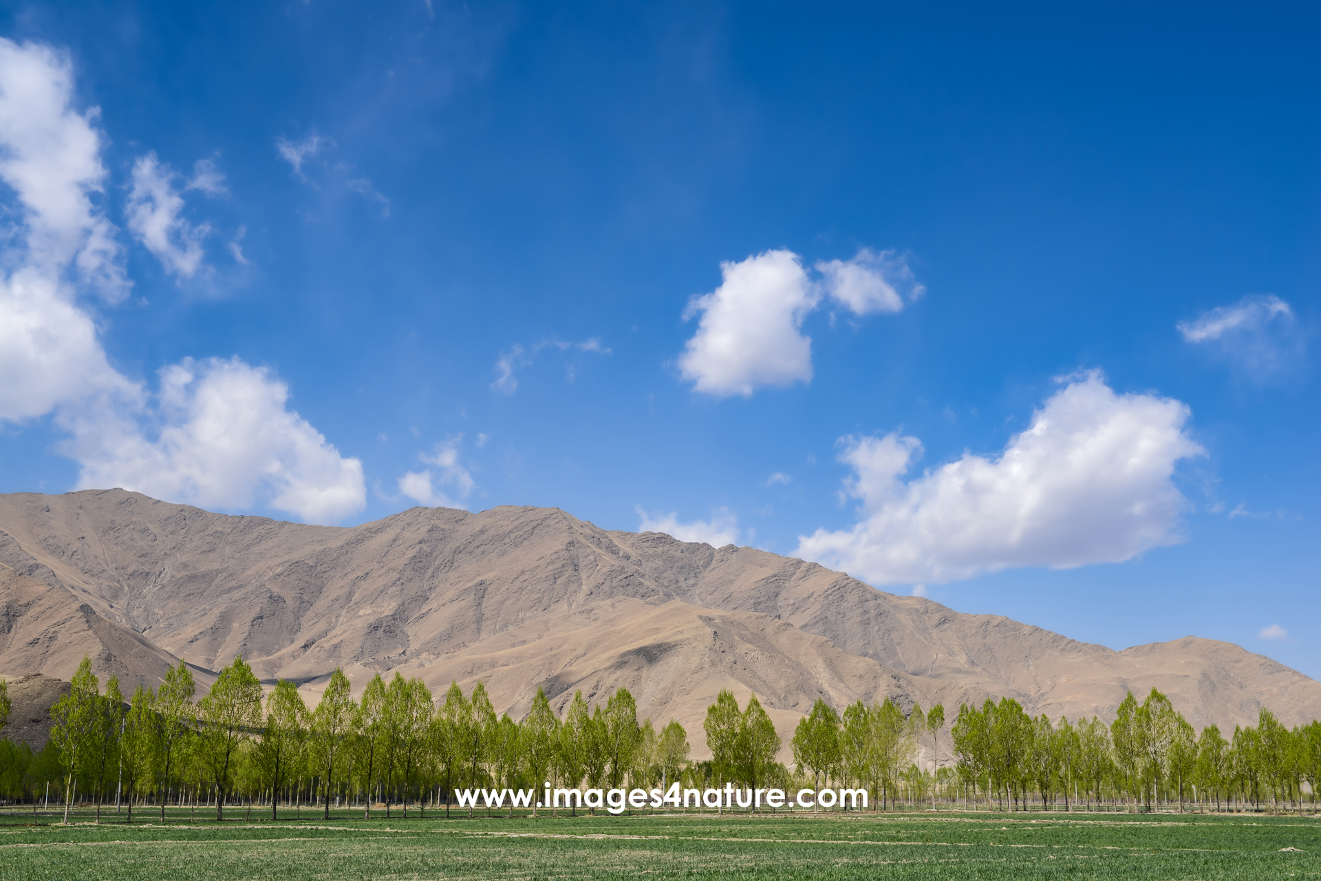 Scenic view of a valley in Tibet in spring with trees showing first green leaves