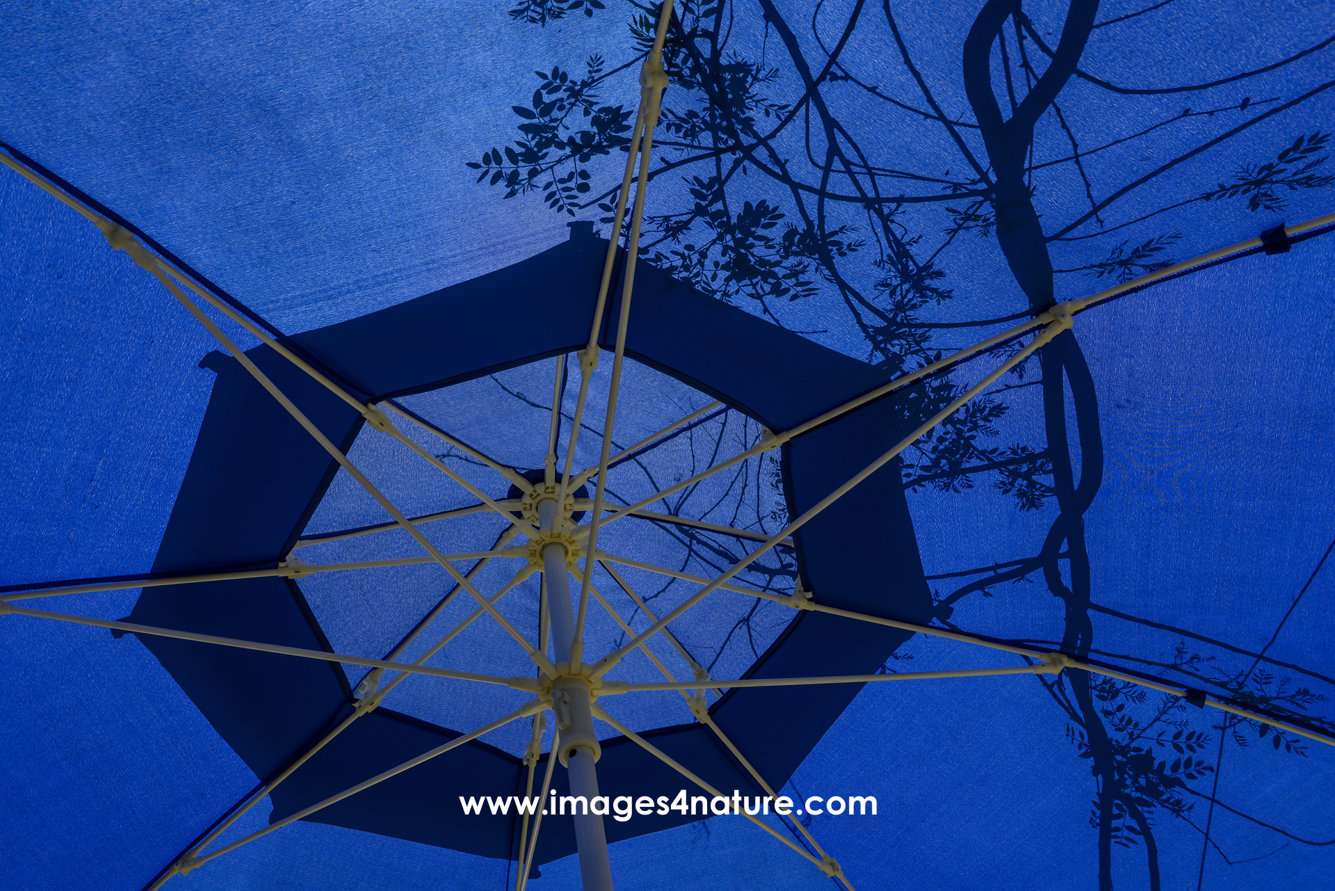 Low-angle view of a dark-blue parasol with the shade of the branch of a tree