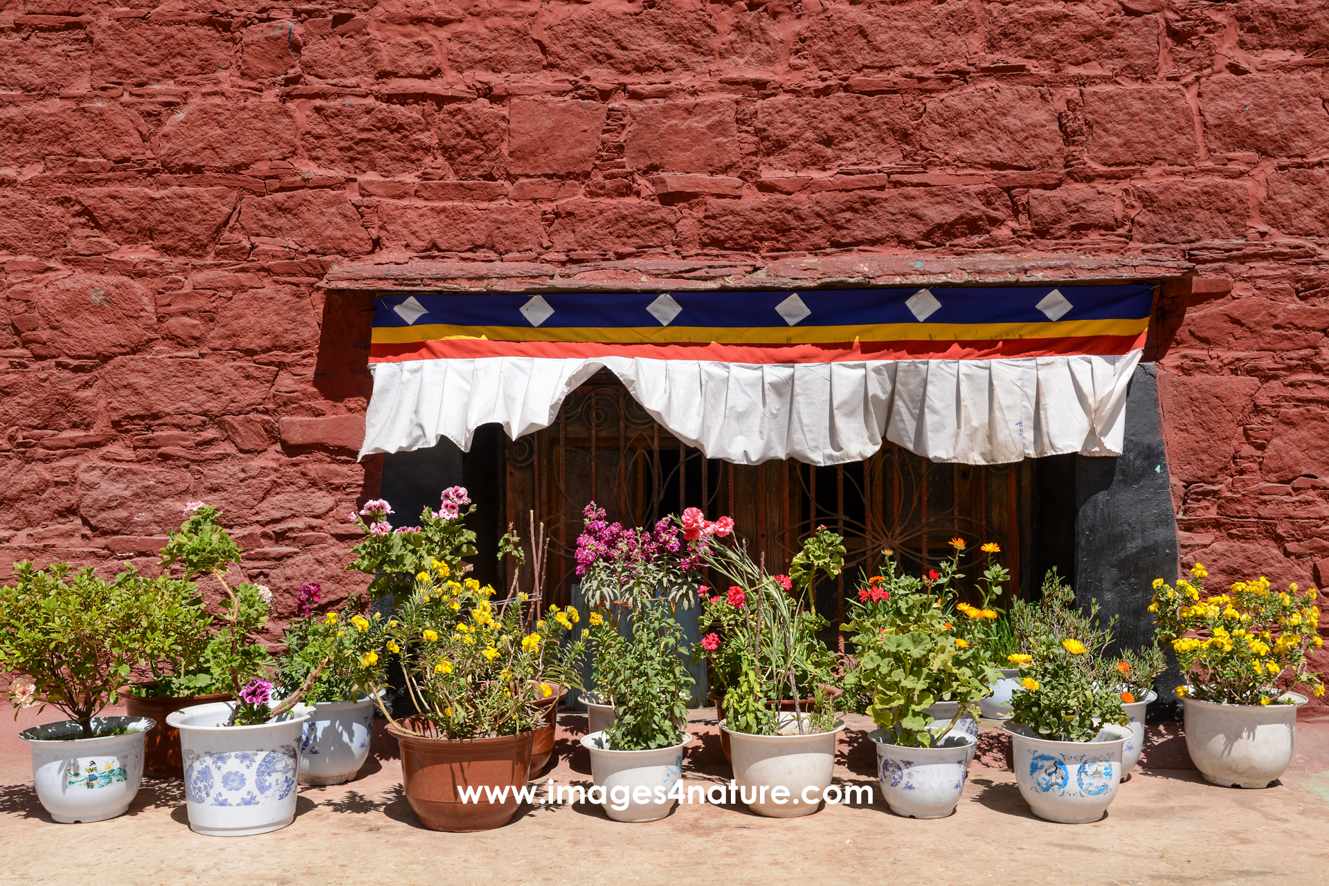 Collection of many flower pots with plants in full blossom against red wall