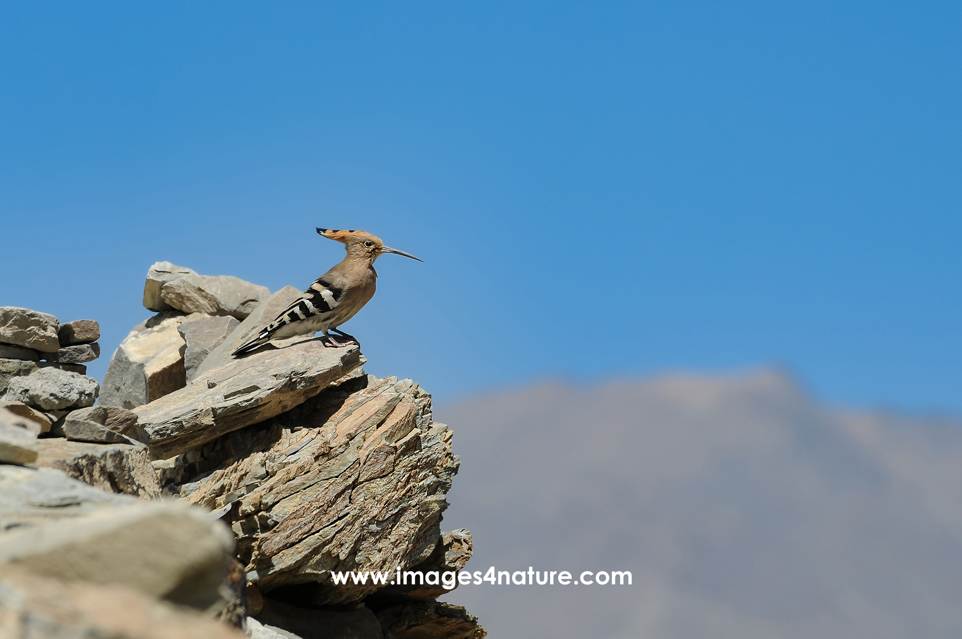 Side-view of one Eurasian hoopoe sitting on rocks on top of mountain