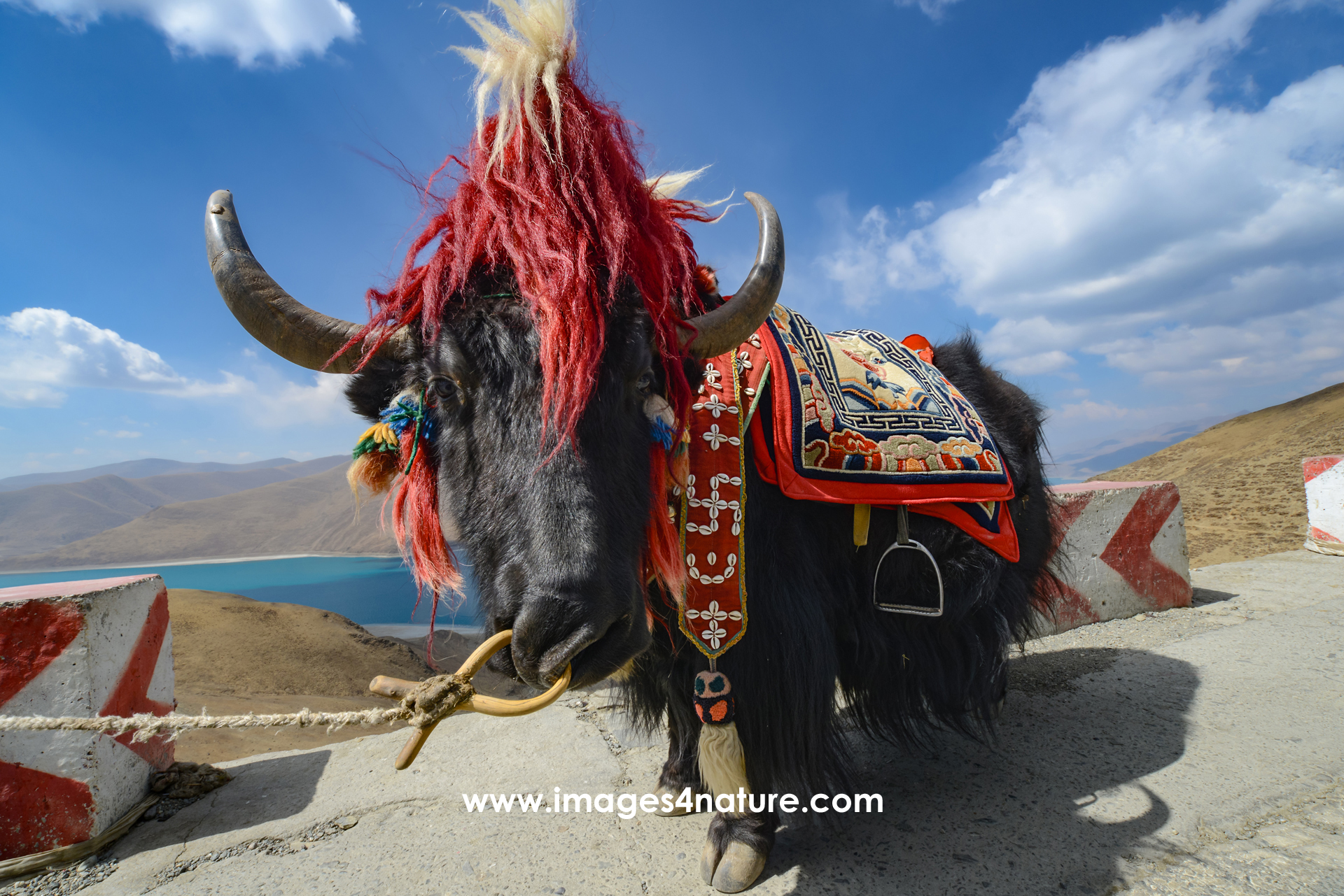 Beautifully decorated Tibetan Yak standing on the edge of a mountain road