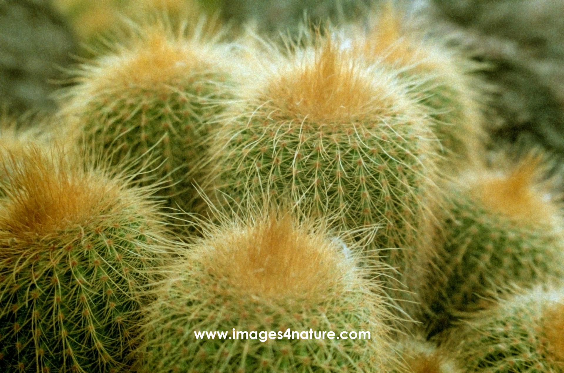 Close up on the spines of various small cacti