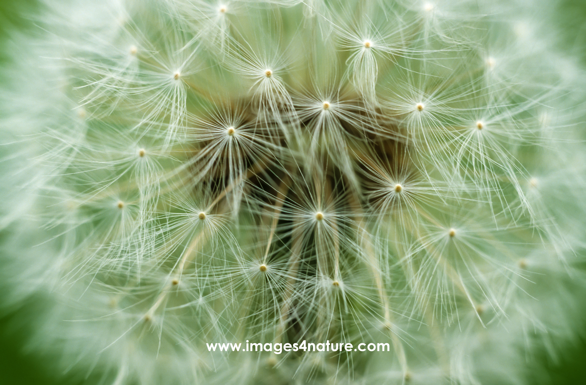 Macro view of a dandelion blowball flowerhead