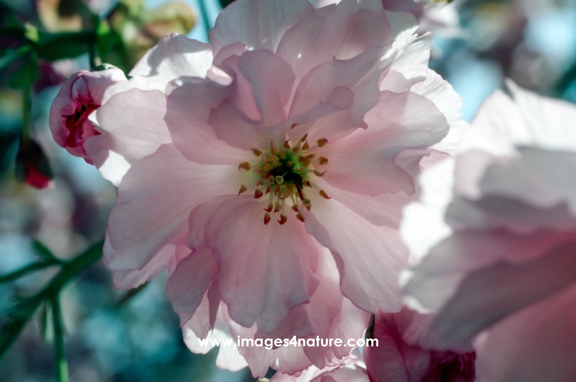 Close-up of pink and white spring blossom backlit by the sun