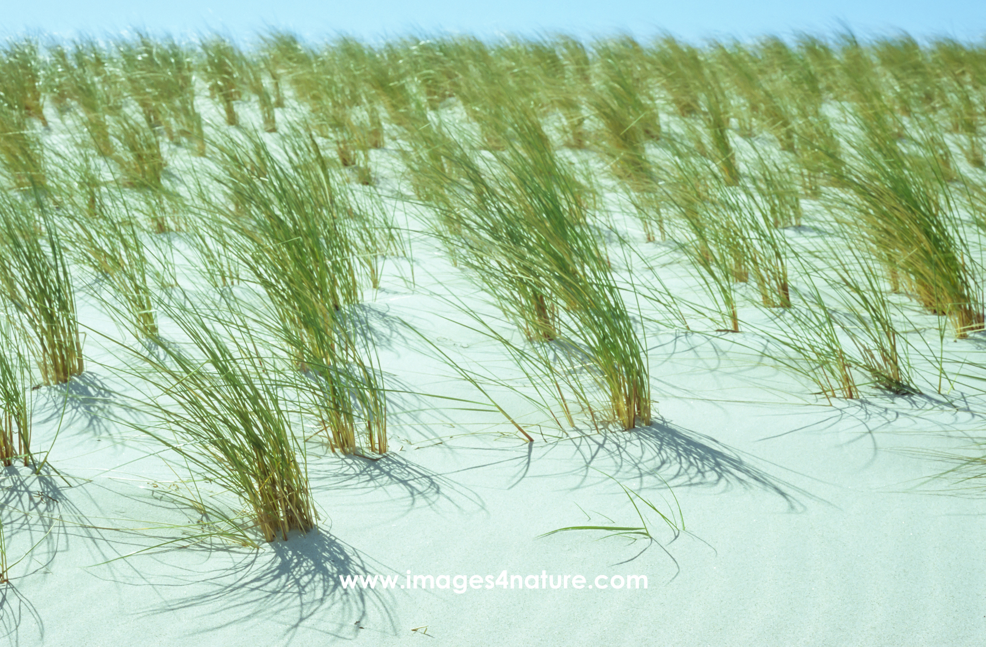 Beach grass growing on a dune of white sand