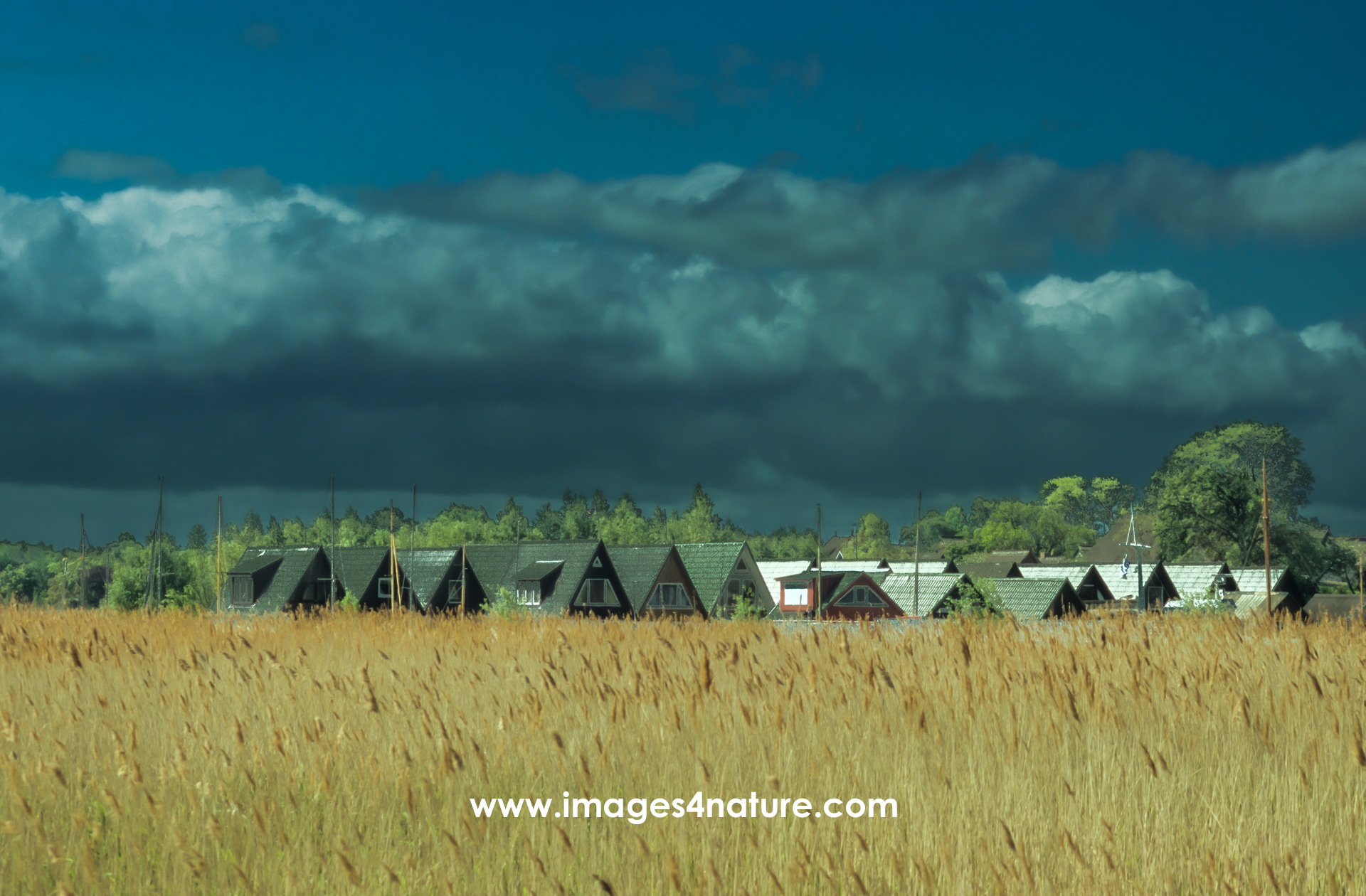 Idyllic view of reeds field with rural German coastal village and dark sky
